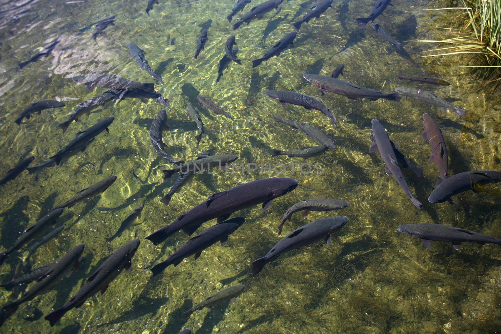 School of healthy trout at a fish hatchery