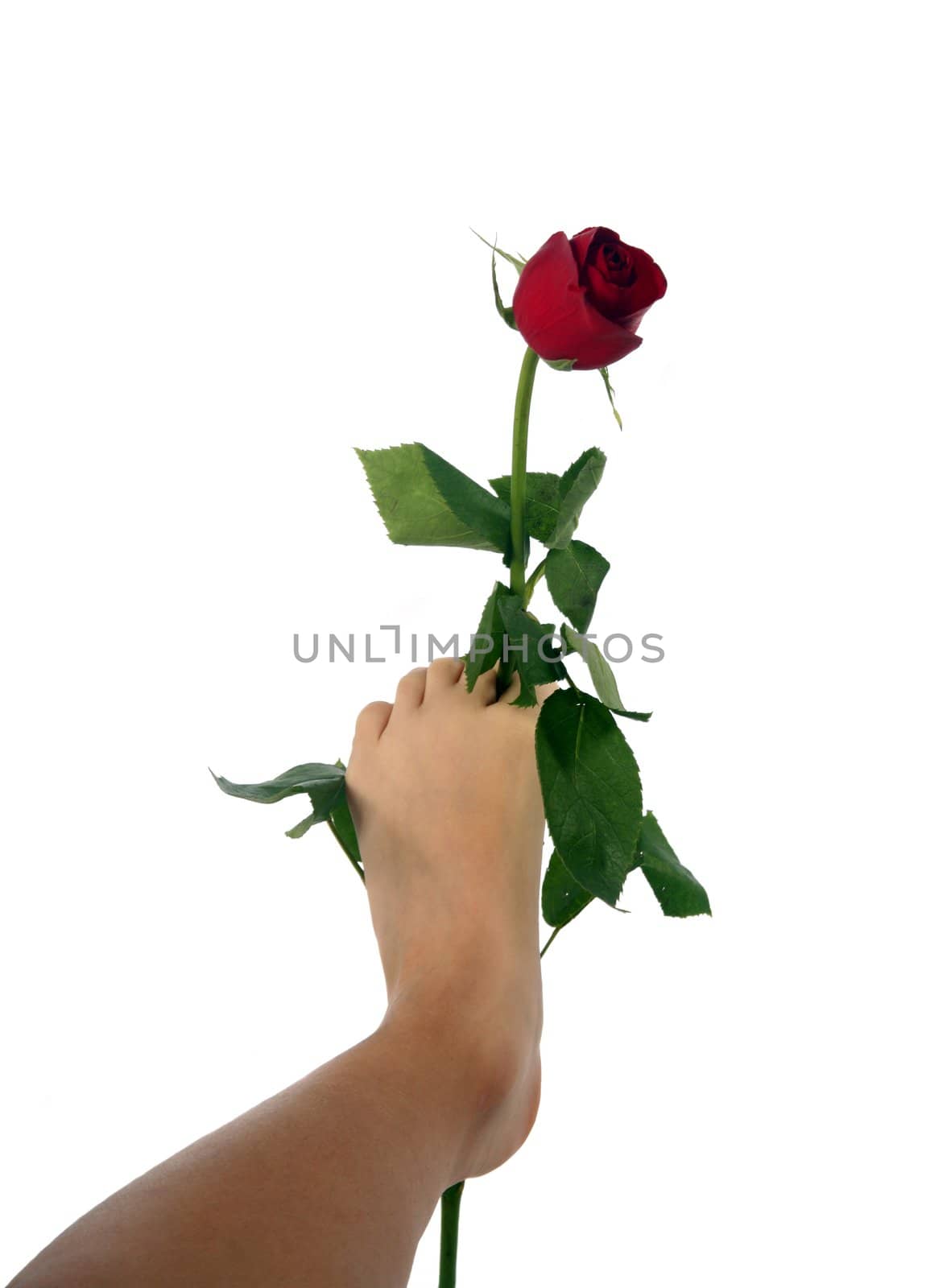 Young woman holding a single red rose between her toes