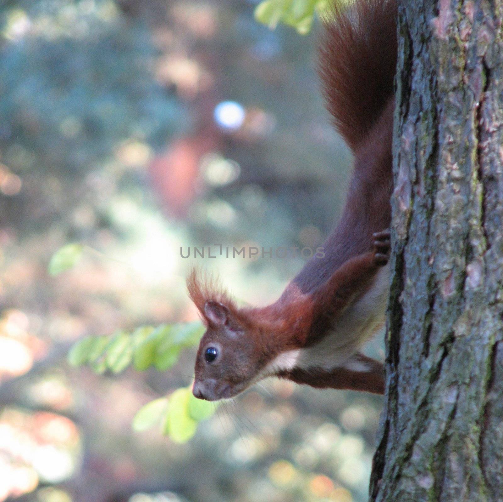 Squirrels by FotoFrank