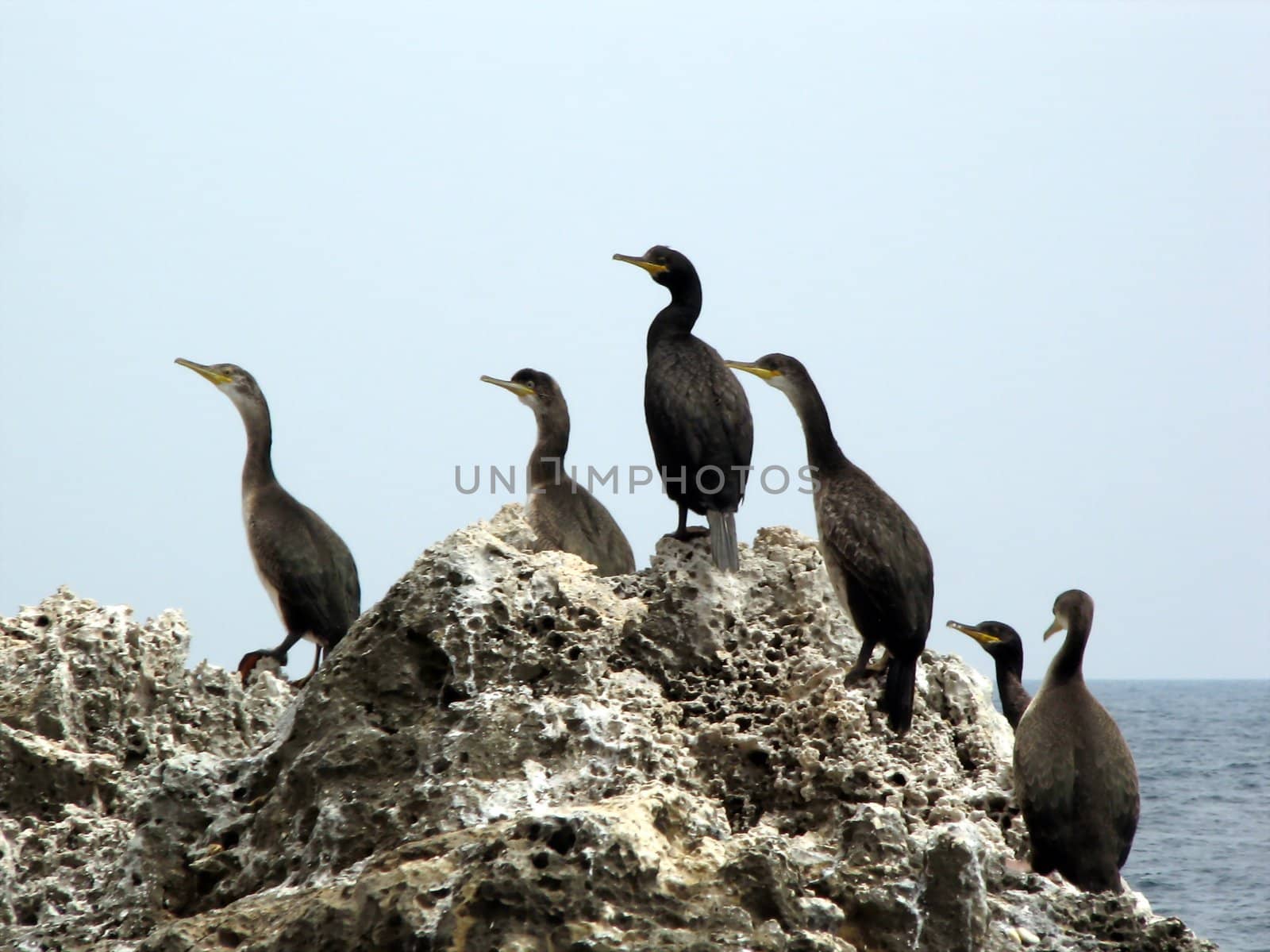 Cormorant colony by FotoFrank