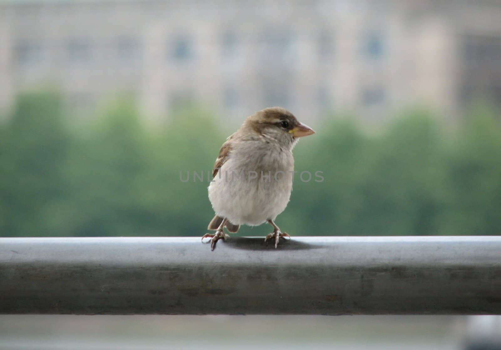 little bird by FotoFrank