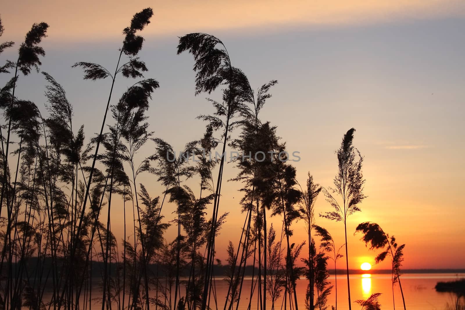 Spring decline on lake