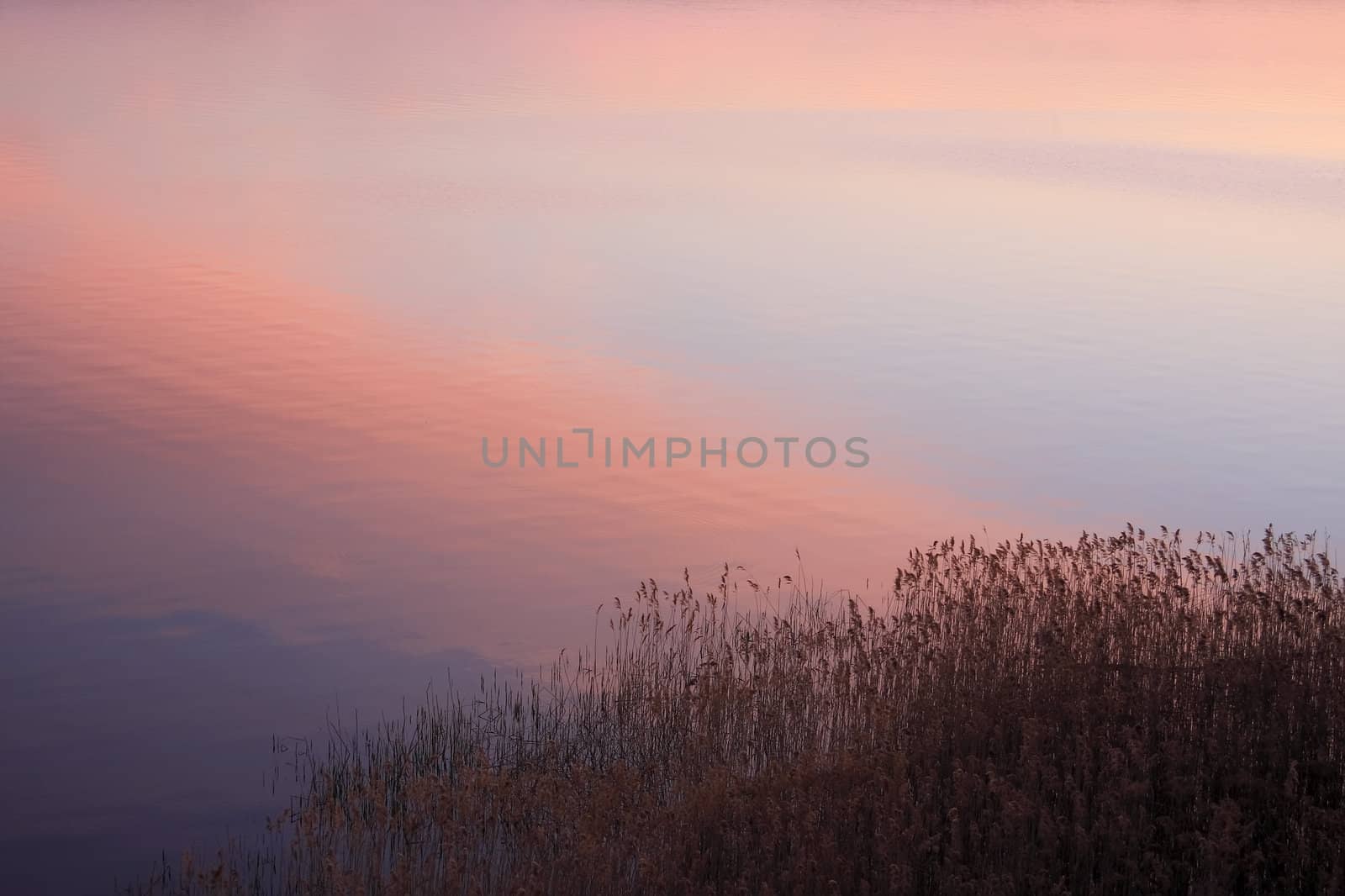 Spring decline on lake