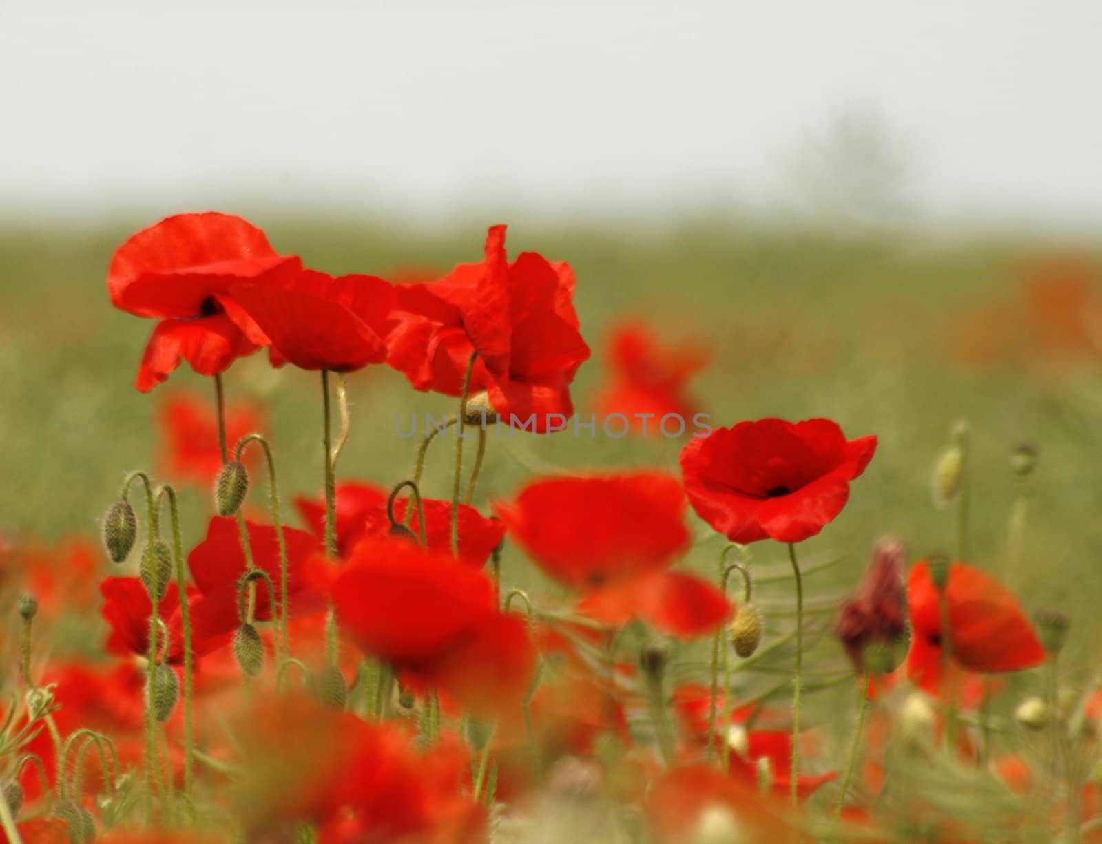 poppies by leafy