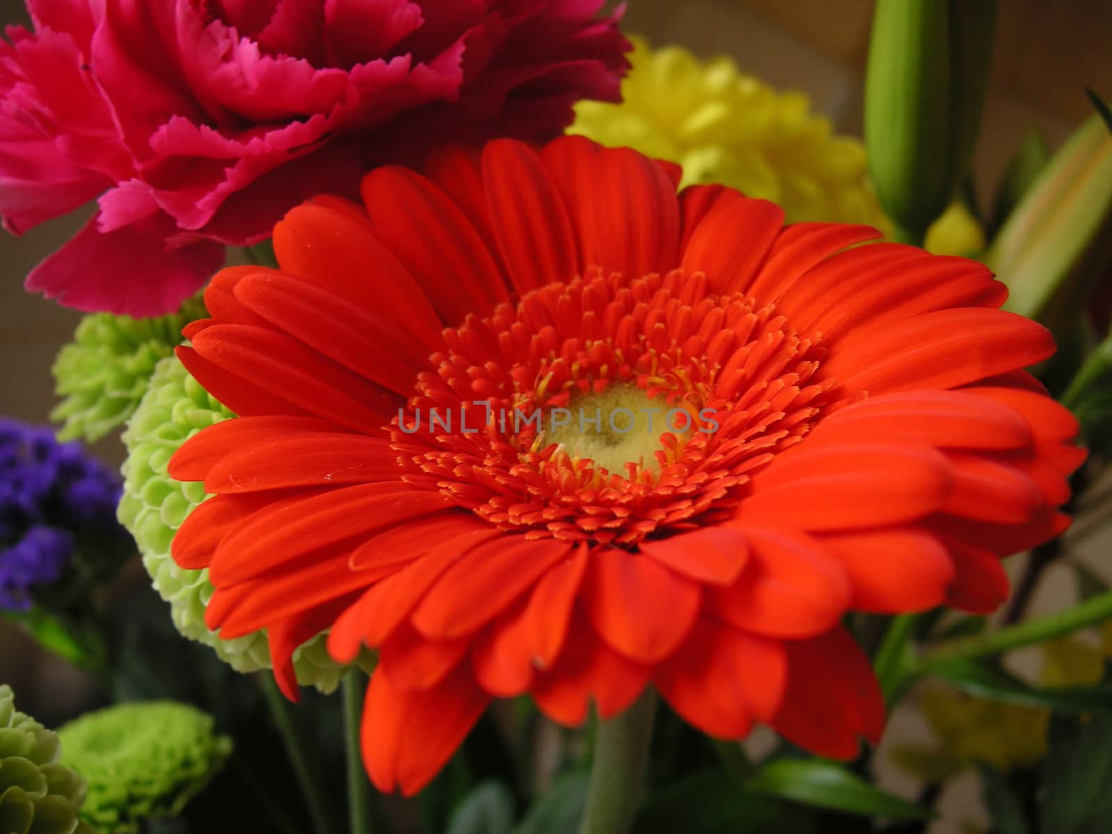 macro shot of a red gerbera in a bouquet of flowers