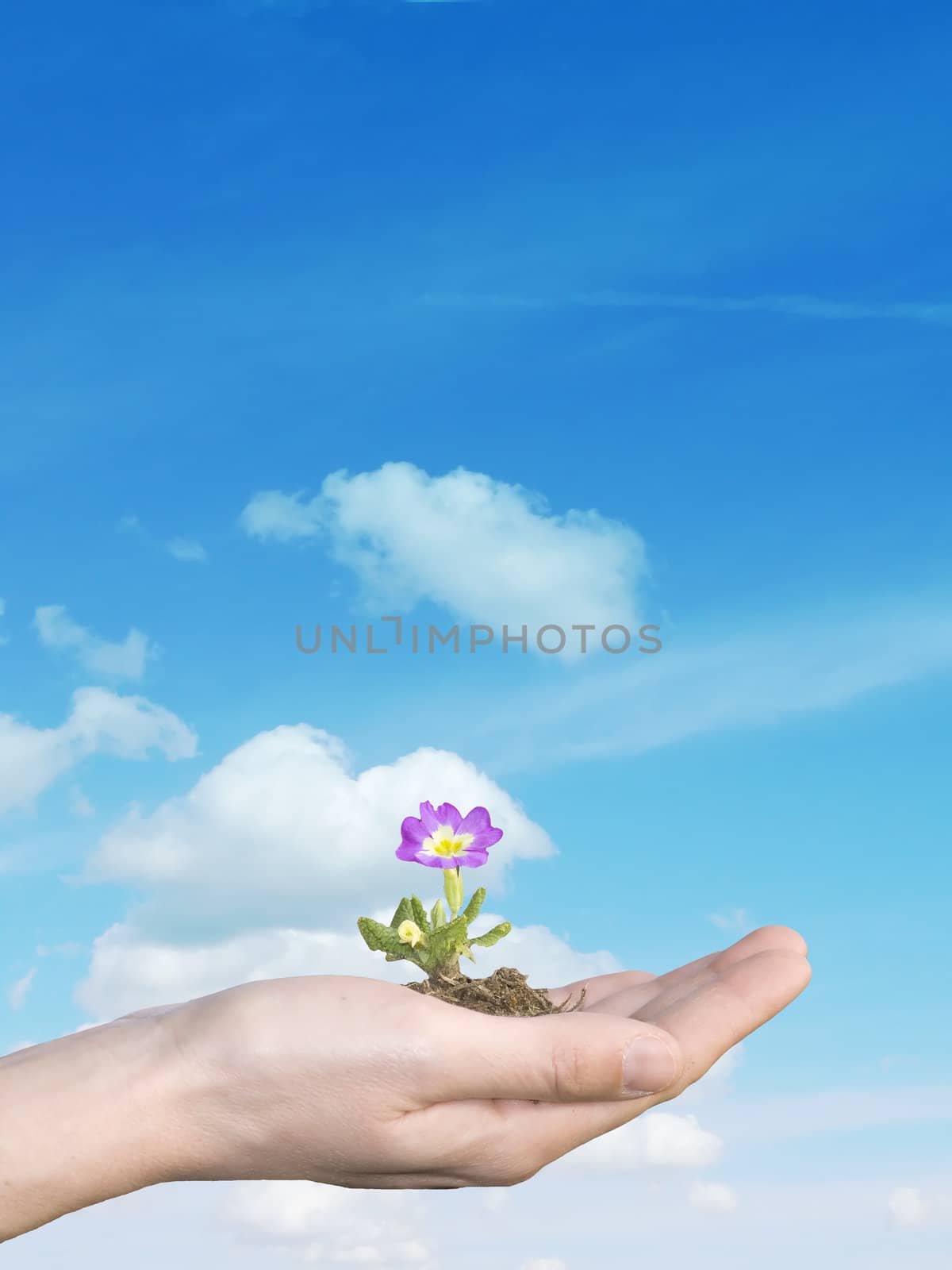 flower in hand on blu sky background
