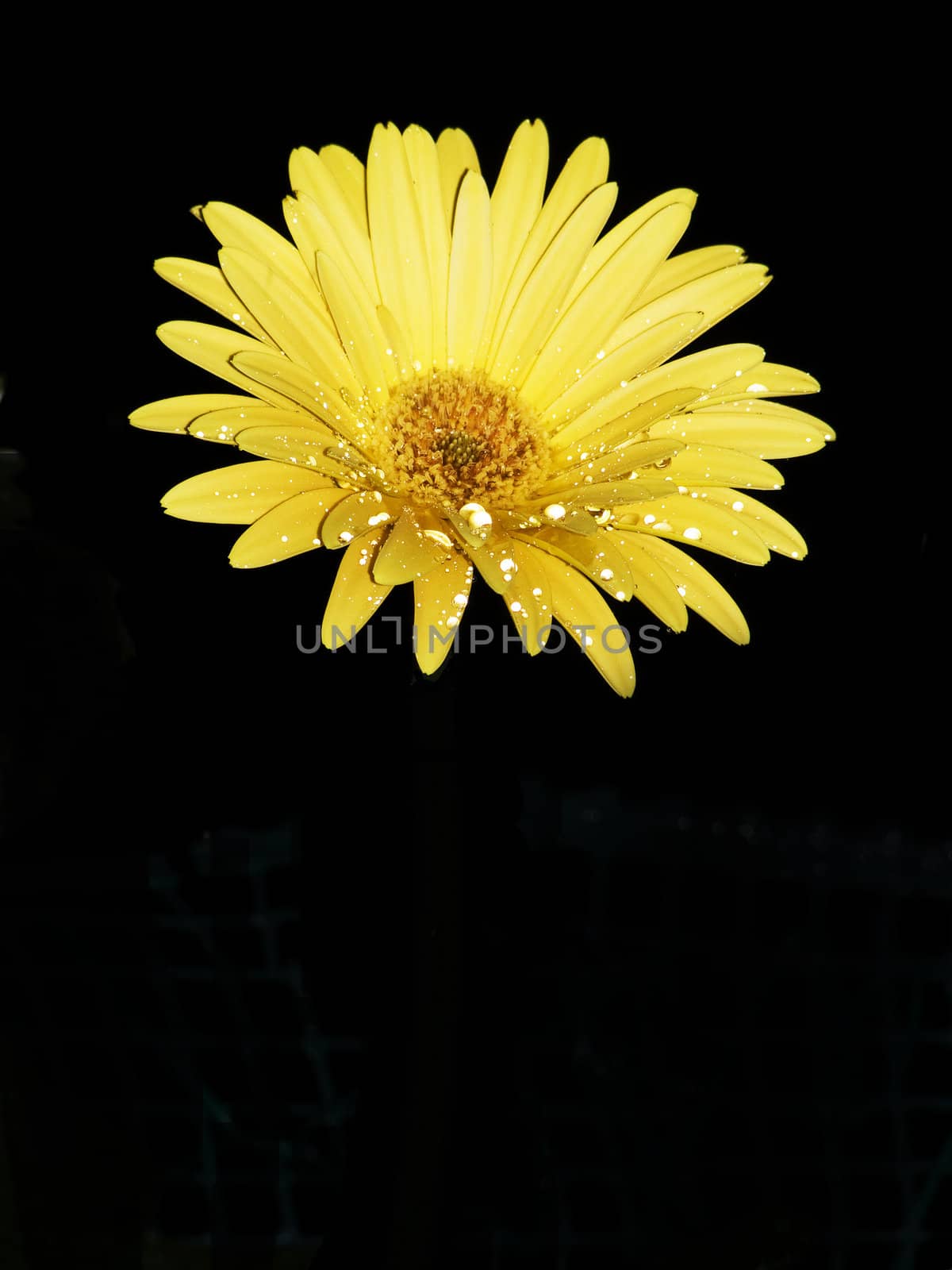 gazania flower isolated on black background