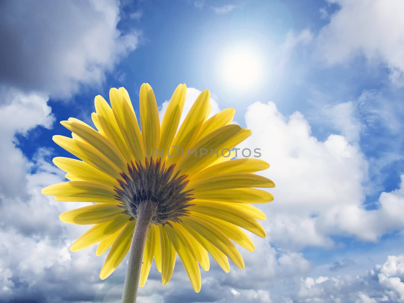 gazania flower on sunny background