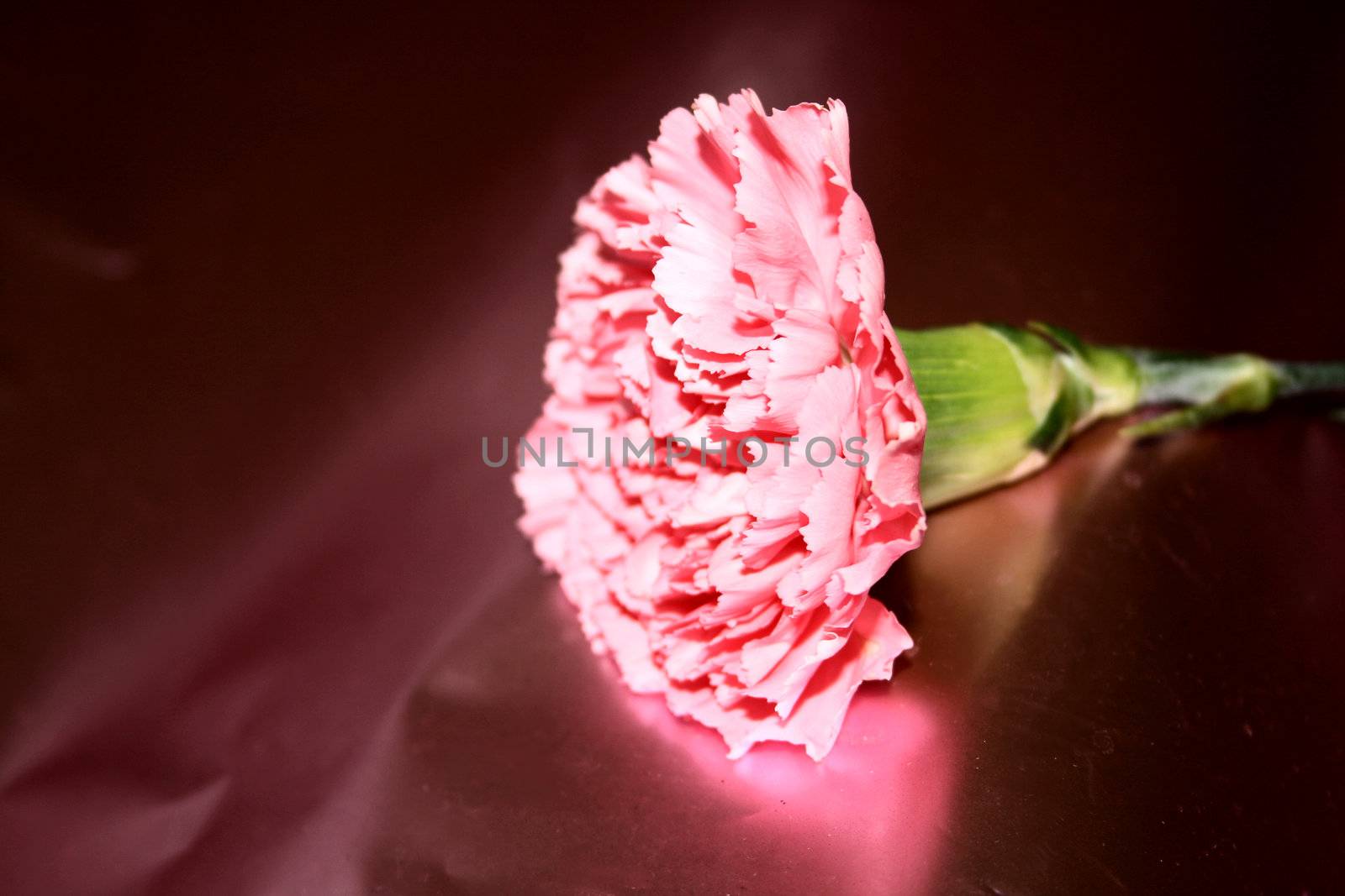 carnation against a pink paper background