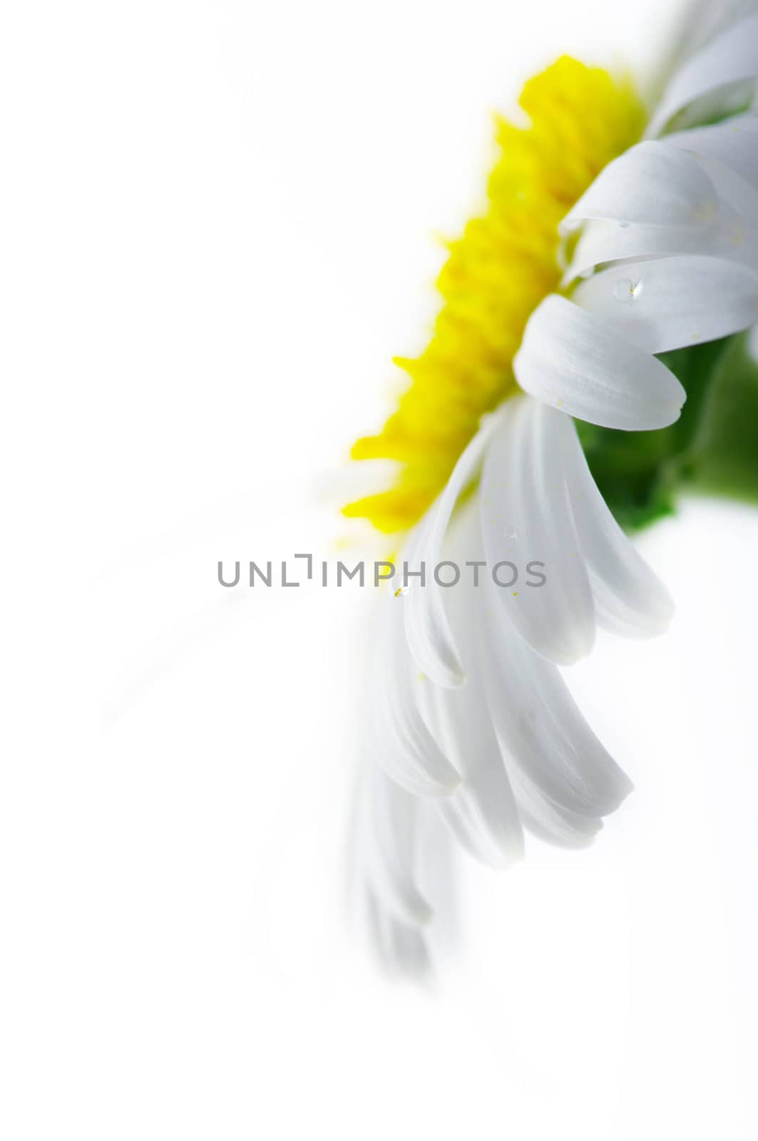 White camomile flower close-up against white background. Focun on the water drop.