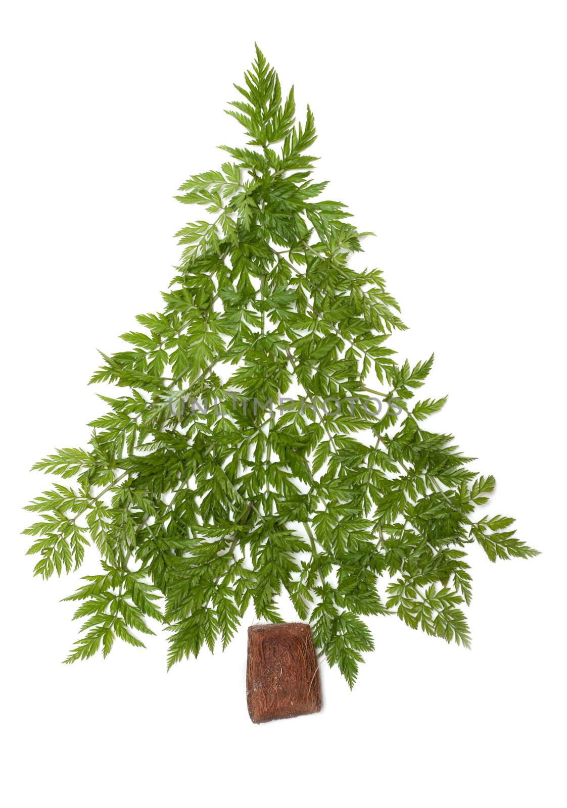 Decorative cristmas spruce from green herb put on white background