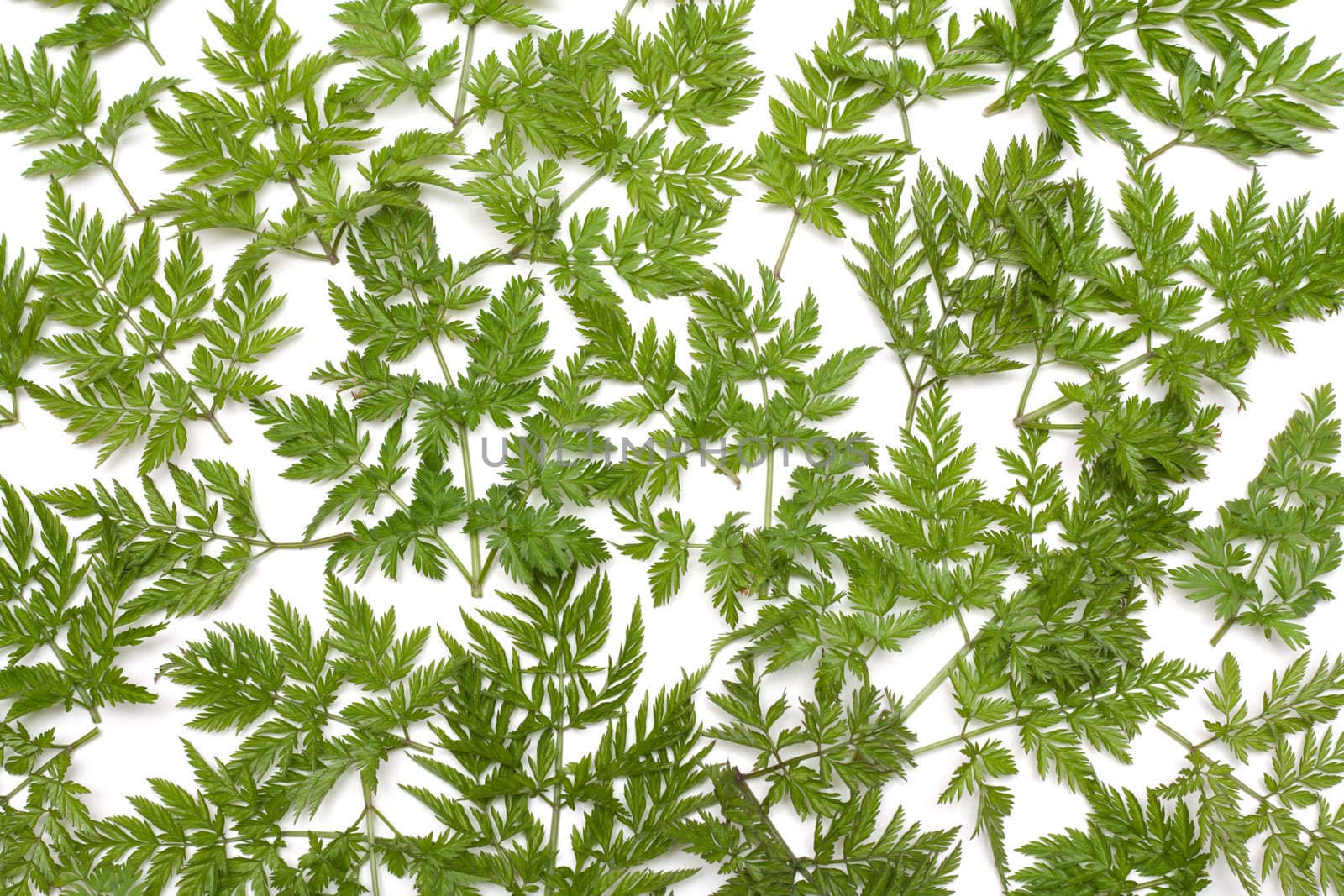 Green herb on white background, invoice, branches