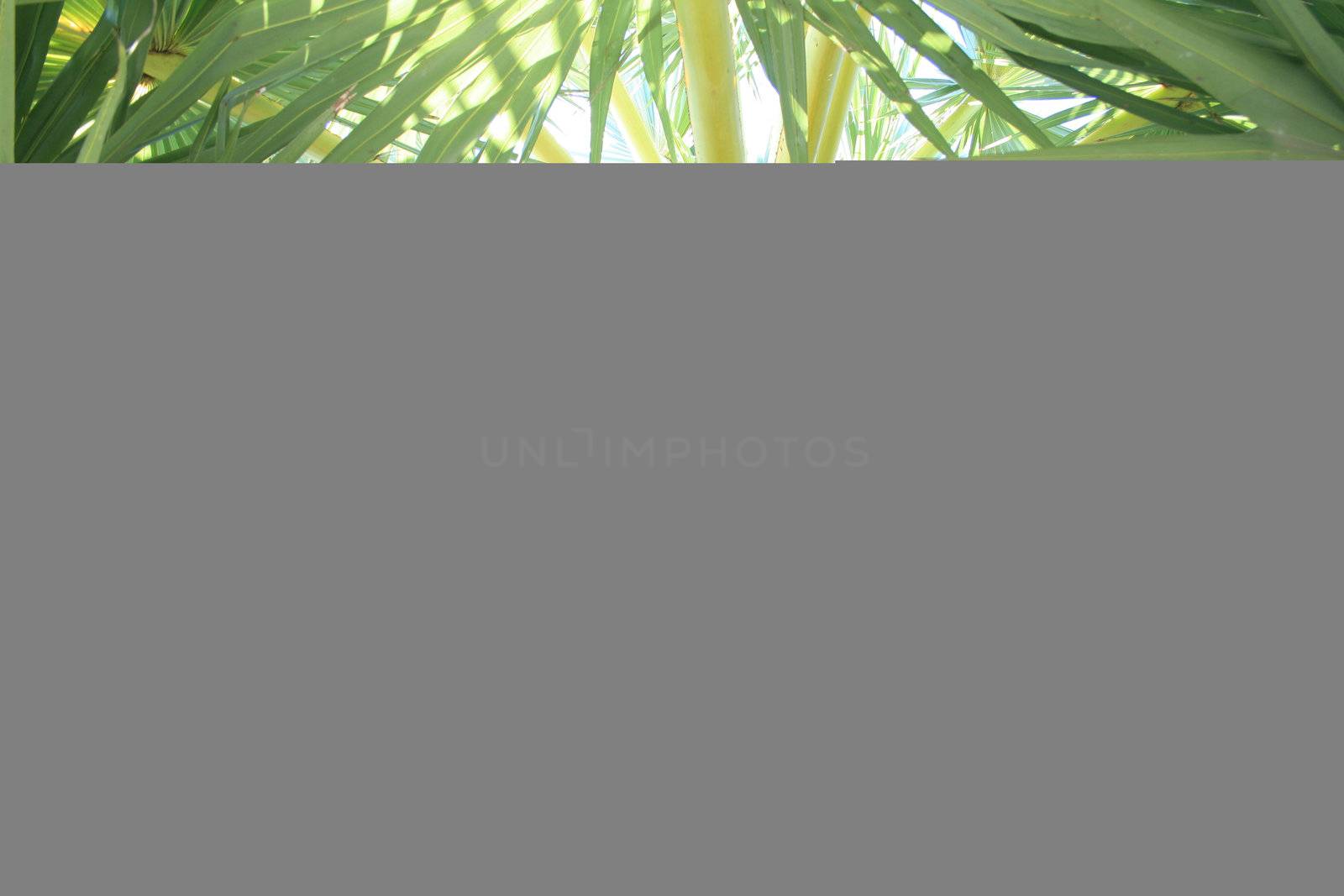 Fruits on palm with dry sheet on end