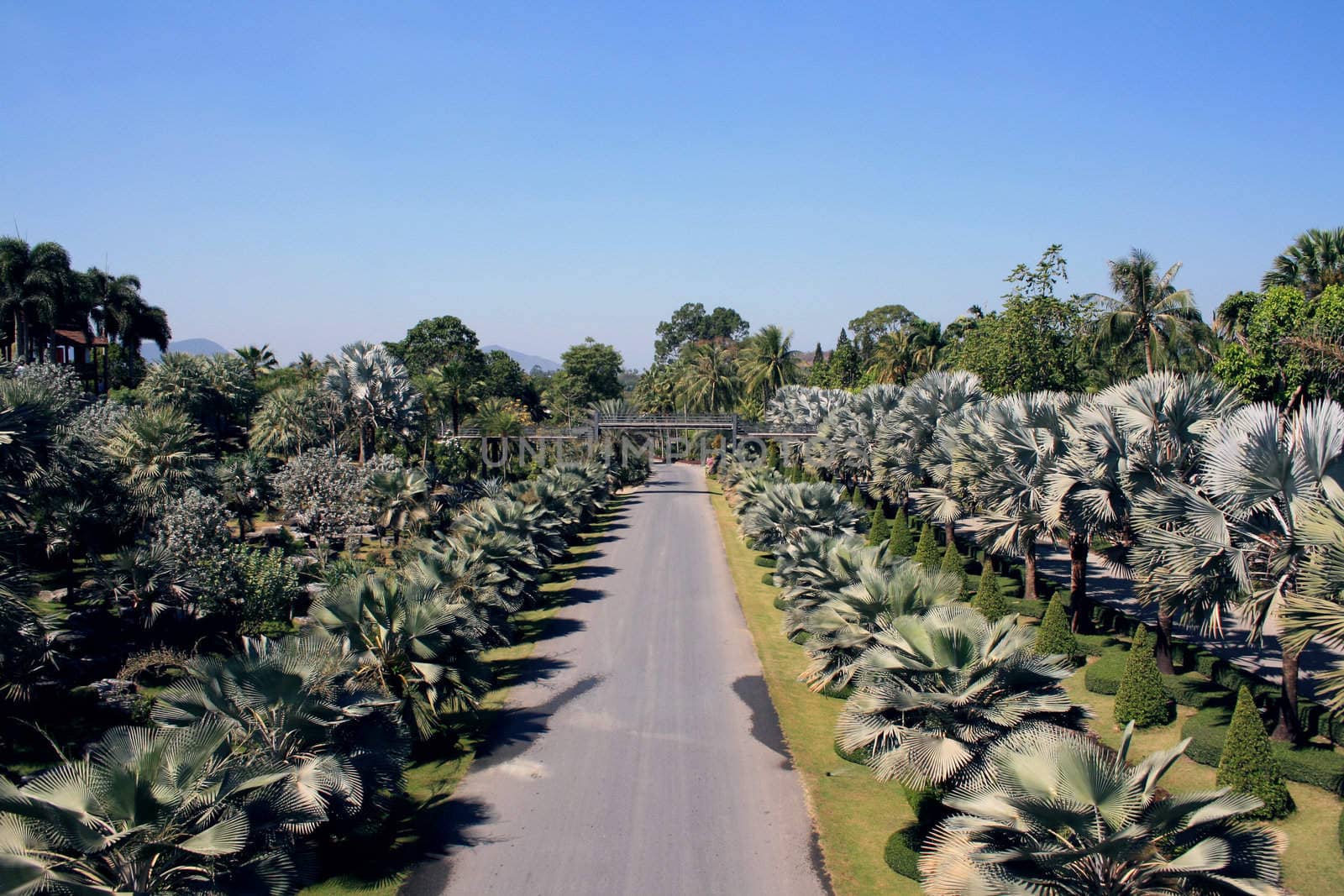 Road amongst palms, path, blue sky, Thailand