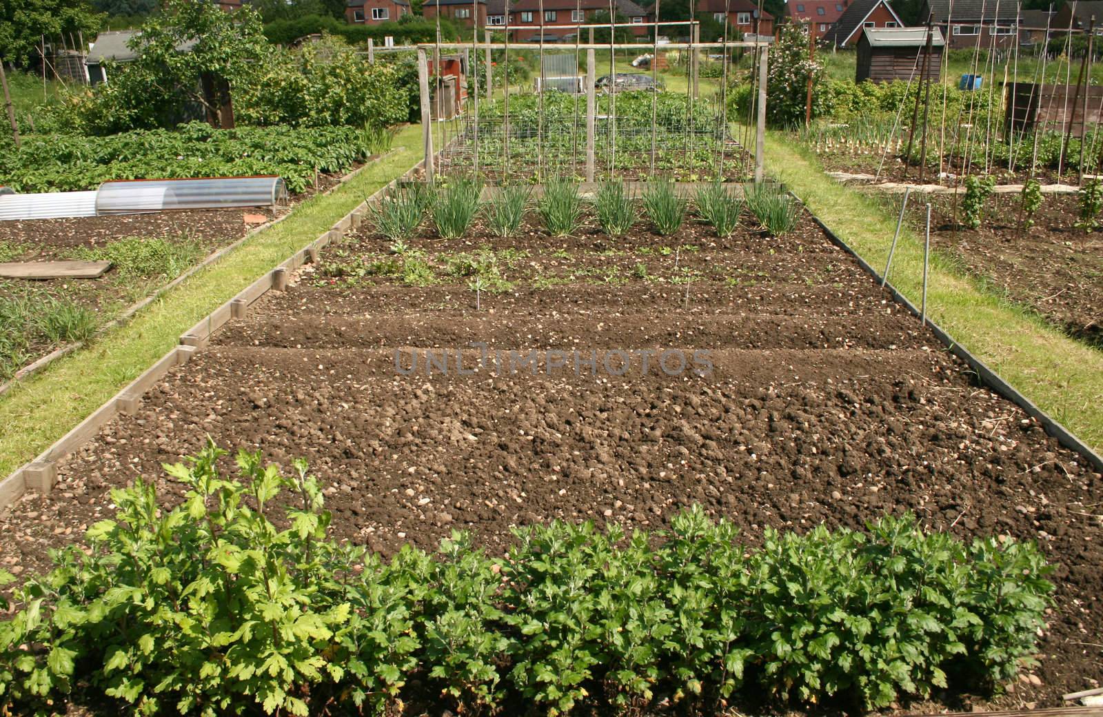 well kept allotment plot with vegetables and plants