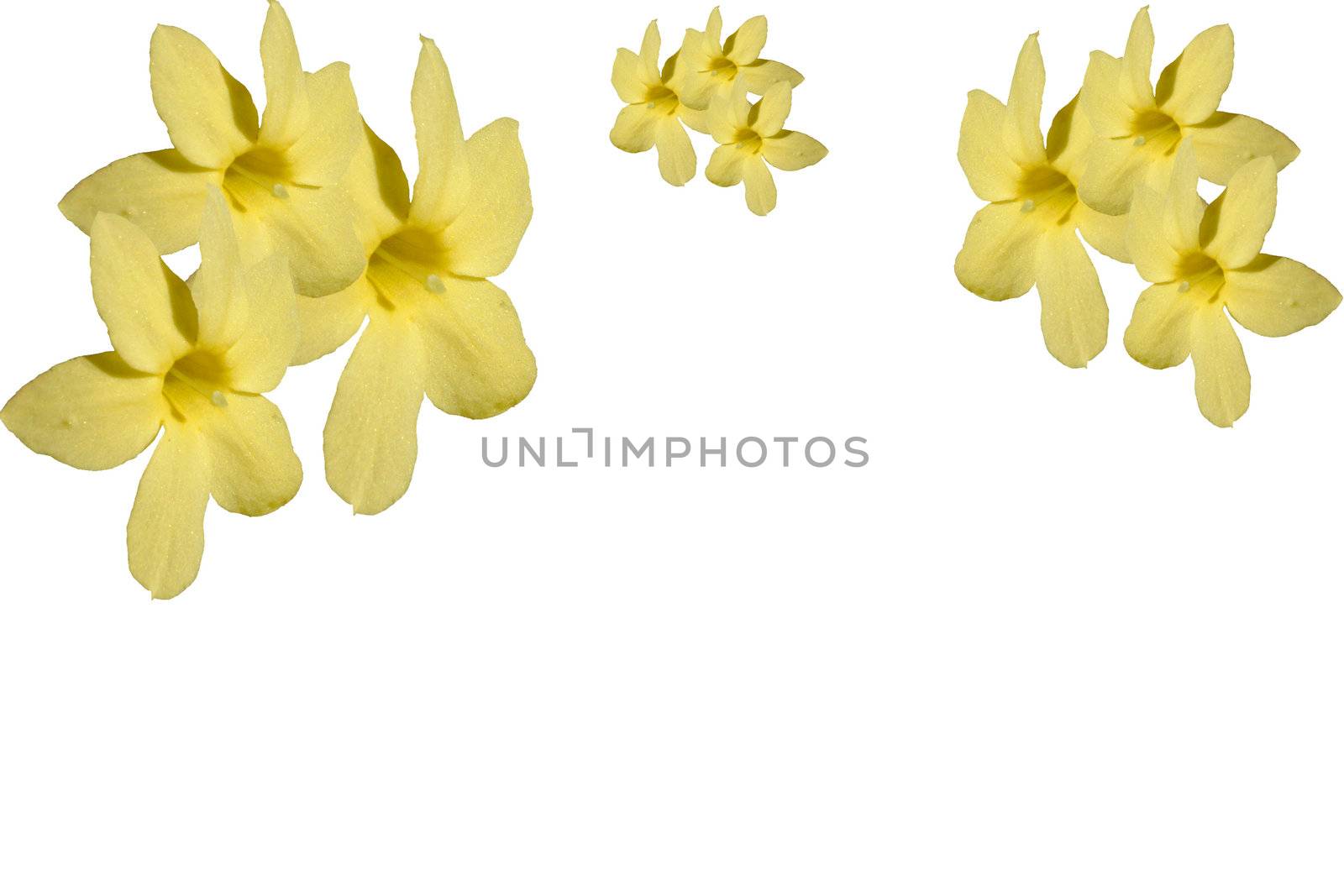 yellow flower border by leafy