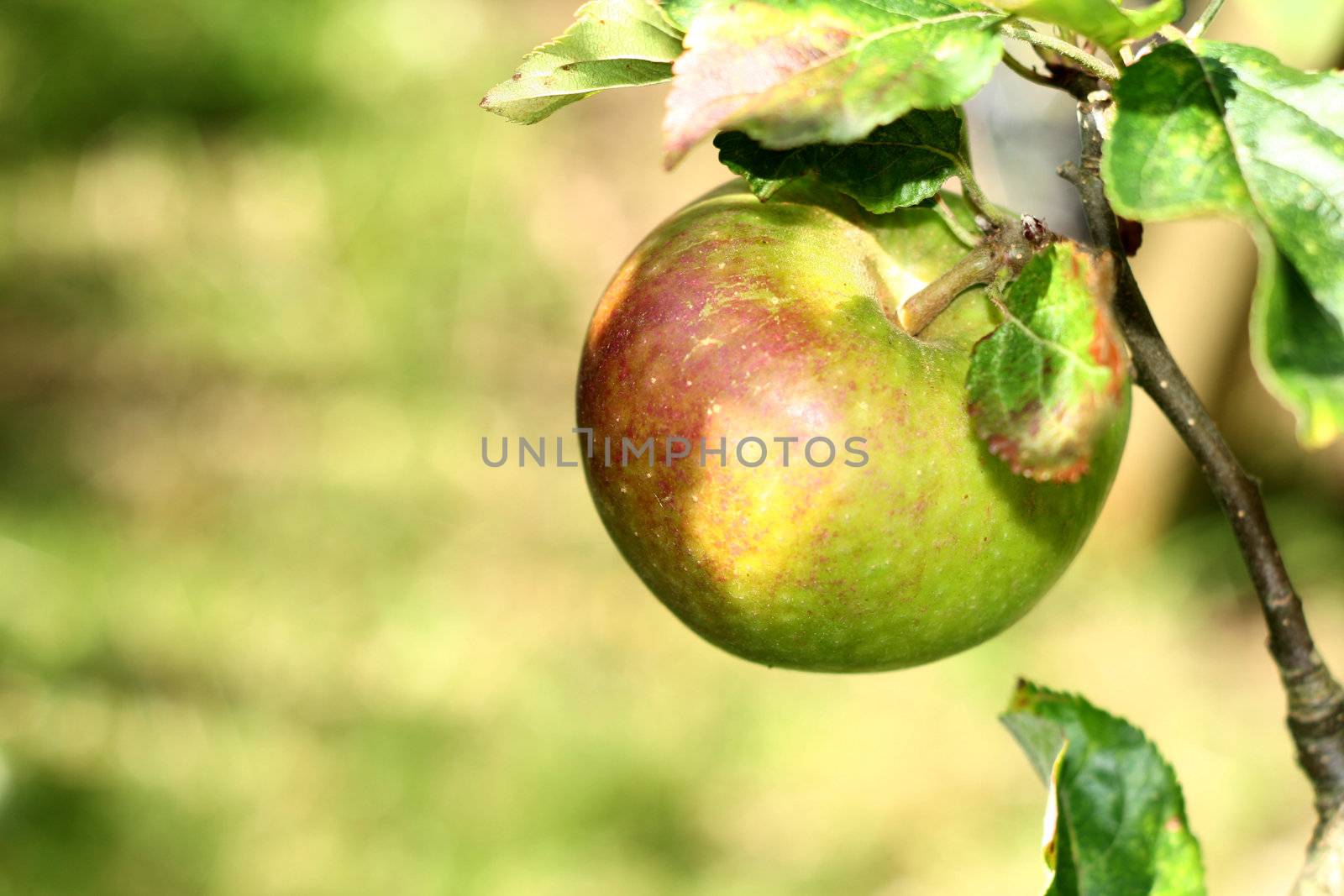 single coxs orange pippin apple growing on a tree