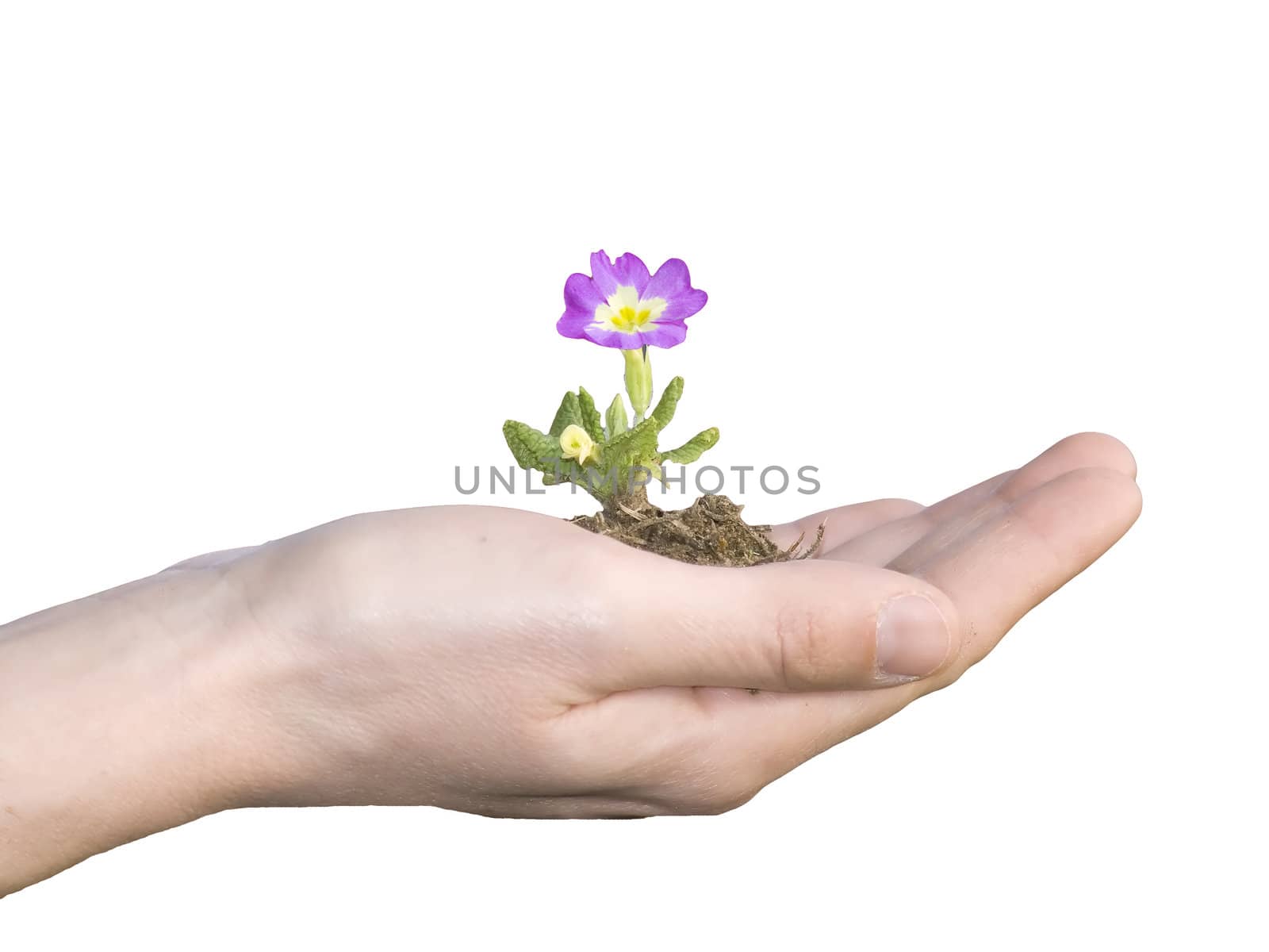 flower in hand isolated on white background