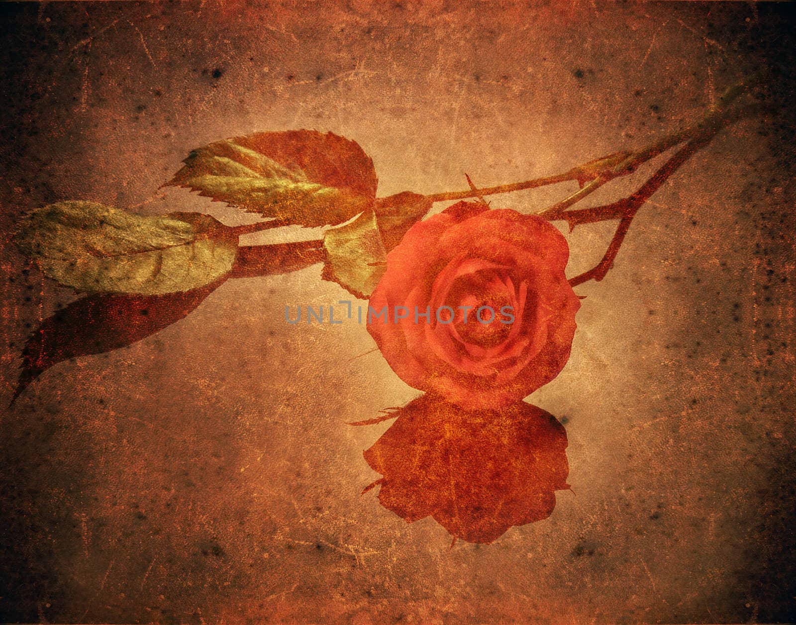red rose on a grunge background