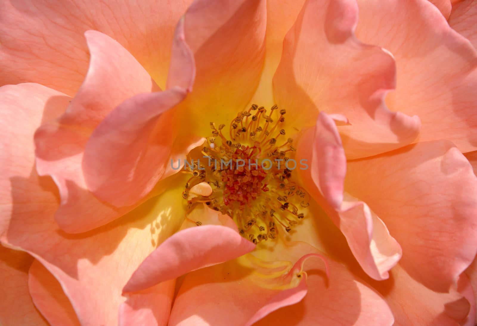 Closeup shot of a beautiful orange rose.