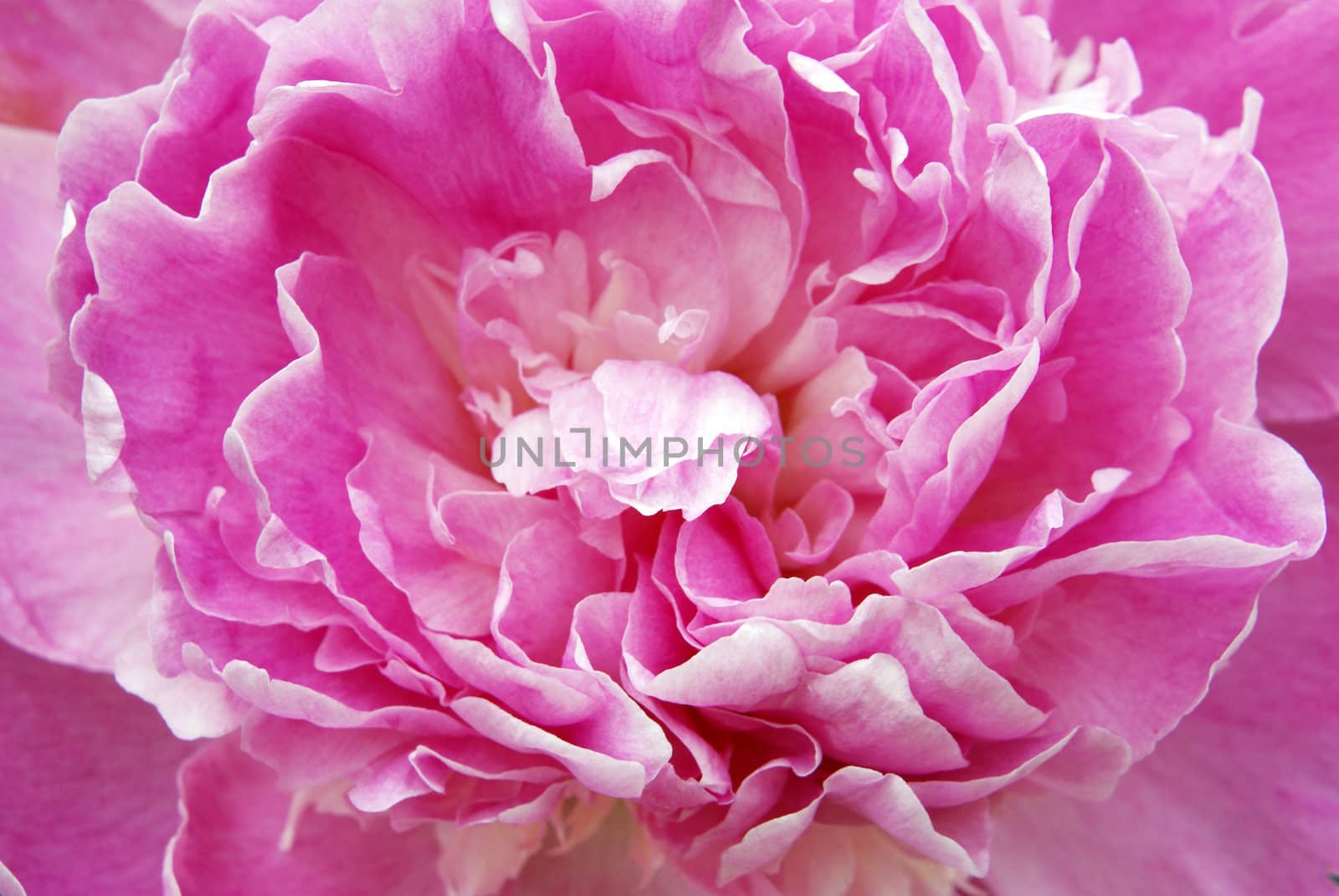 Pink Peony by calexica