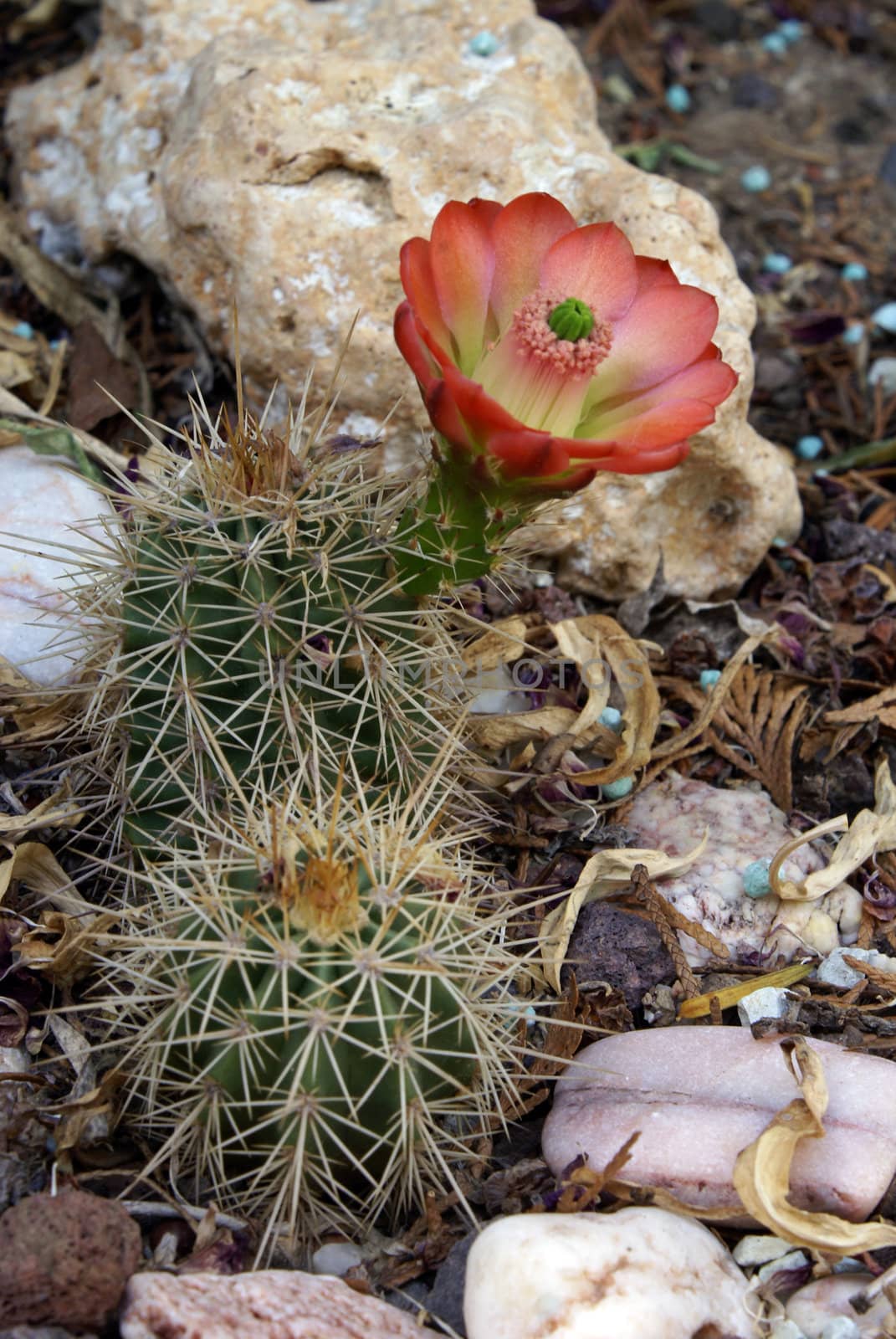 A blooming Echinocereus cactus on a sunny day.                  