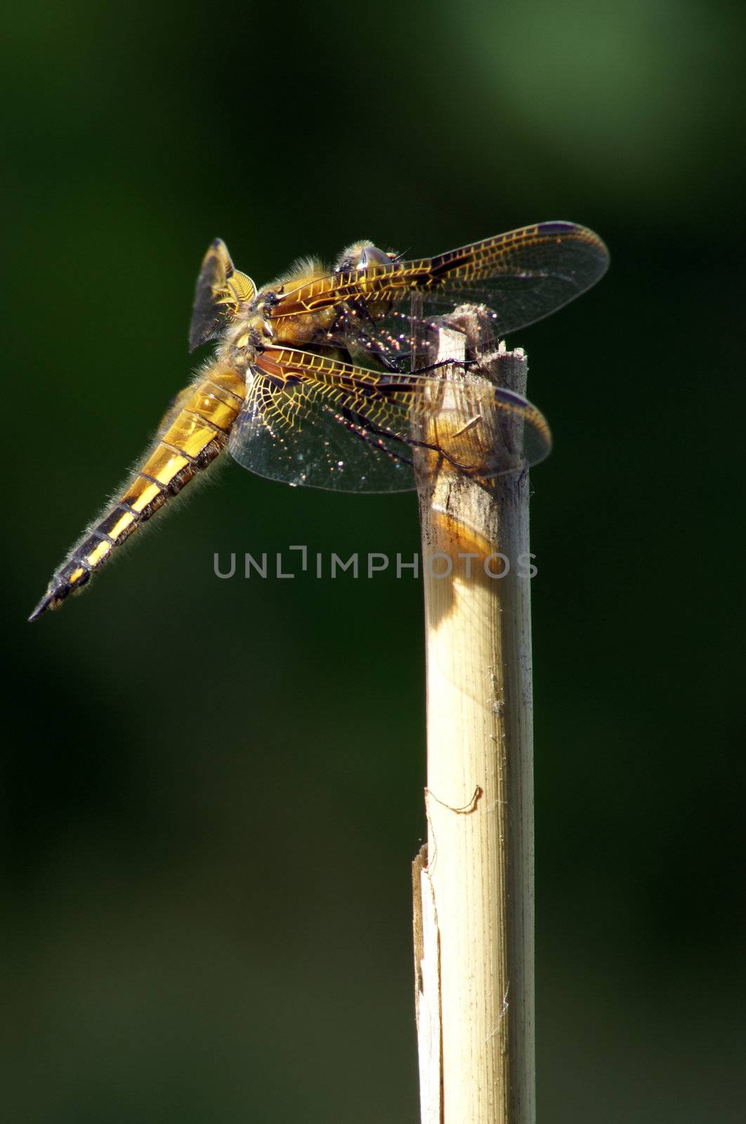 Closeup of a coy dragonfly taking a sunbath.