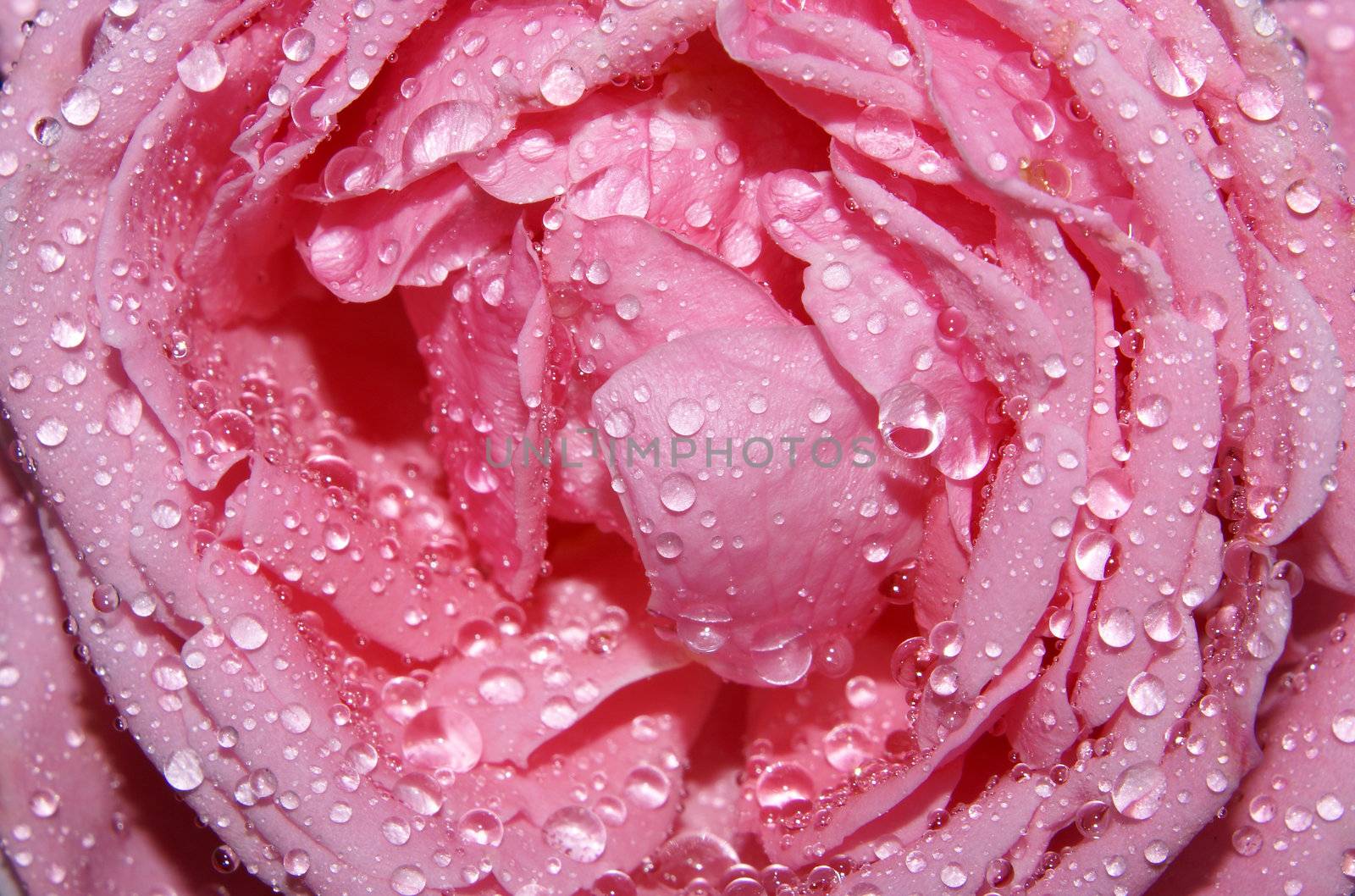 Closeup of raindrops on a beautiful pink rose.