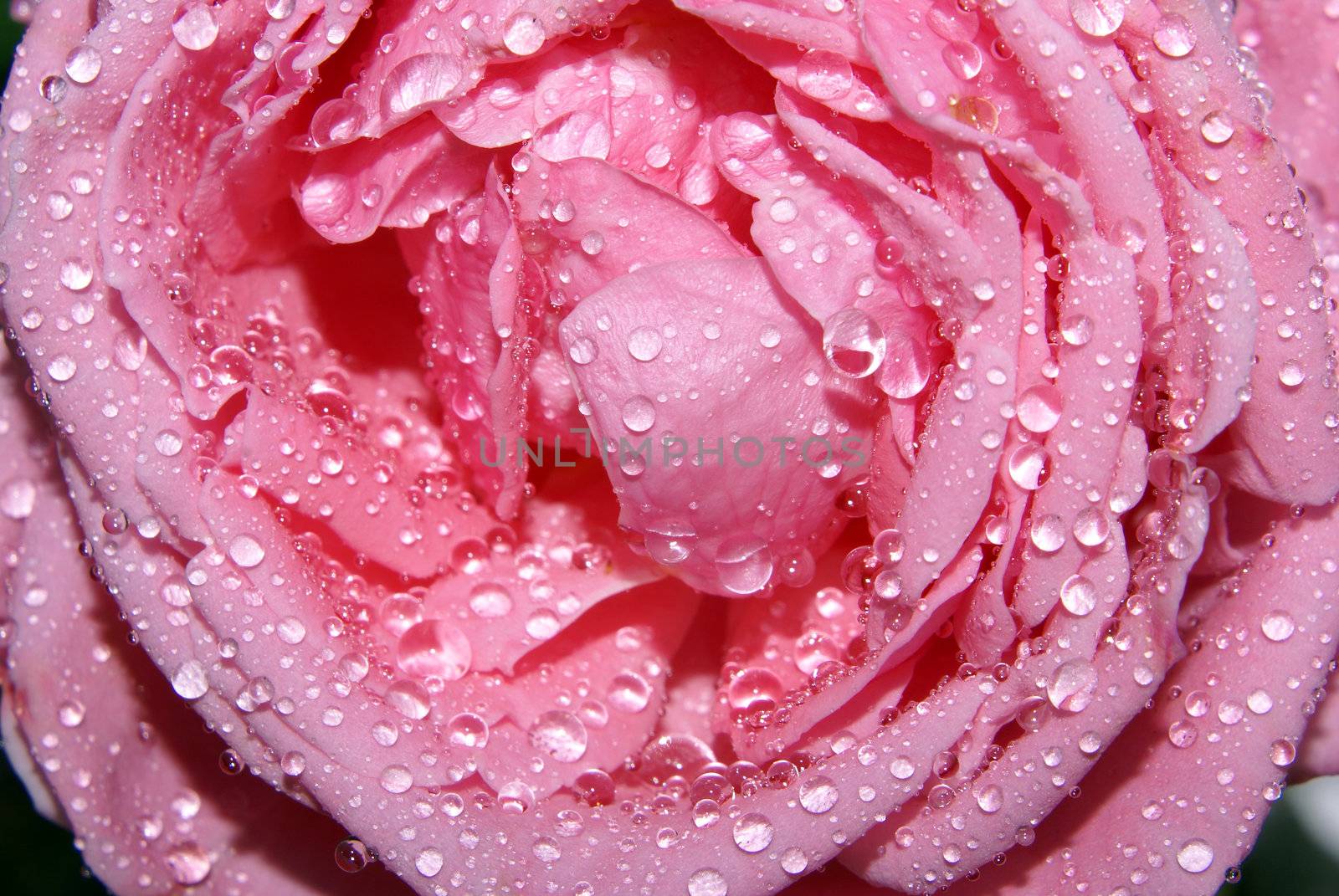 Closeup of raindrops on a beautiful pink rose.