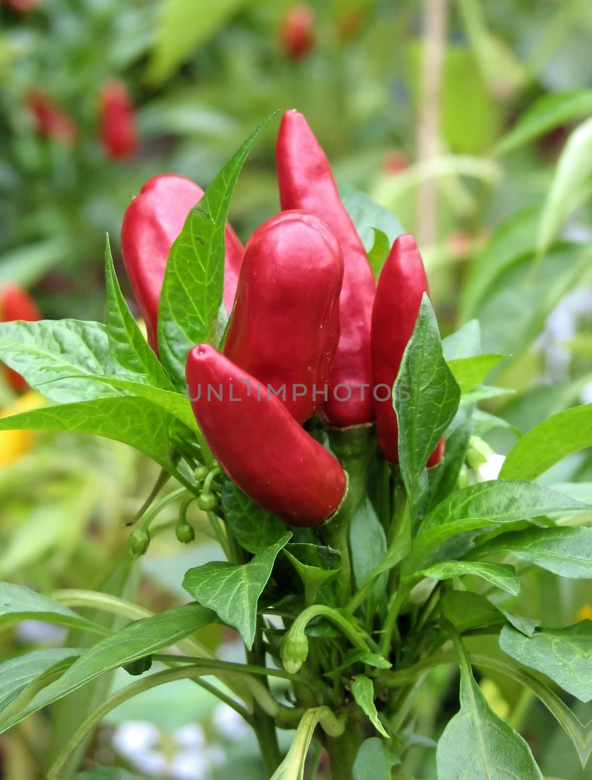 red pepper by FotoFrank