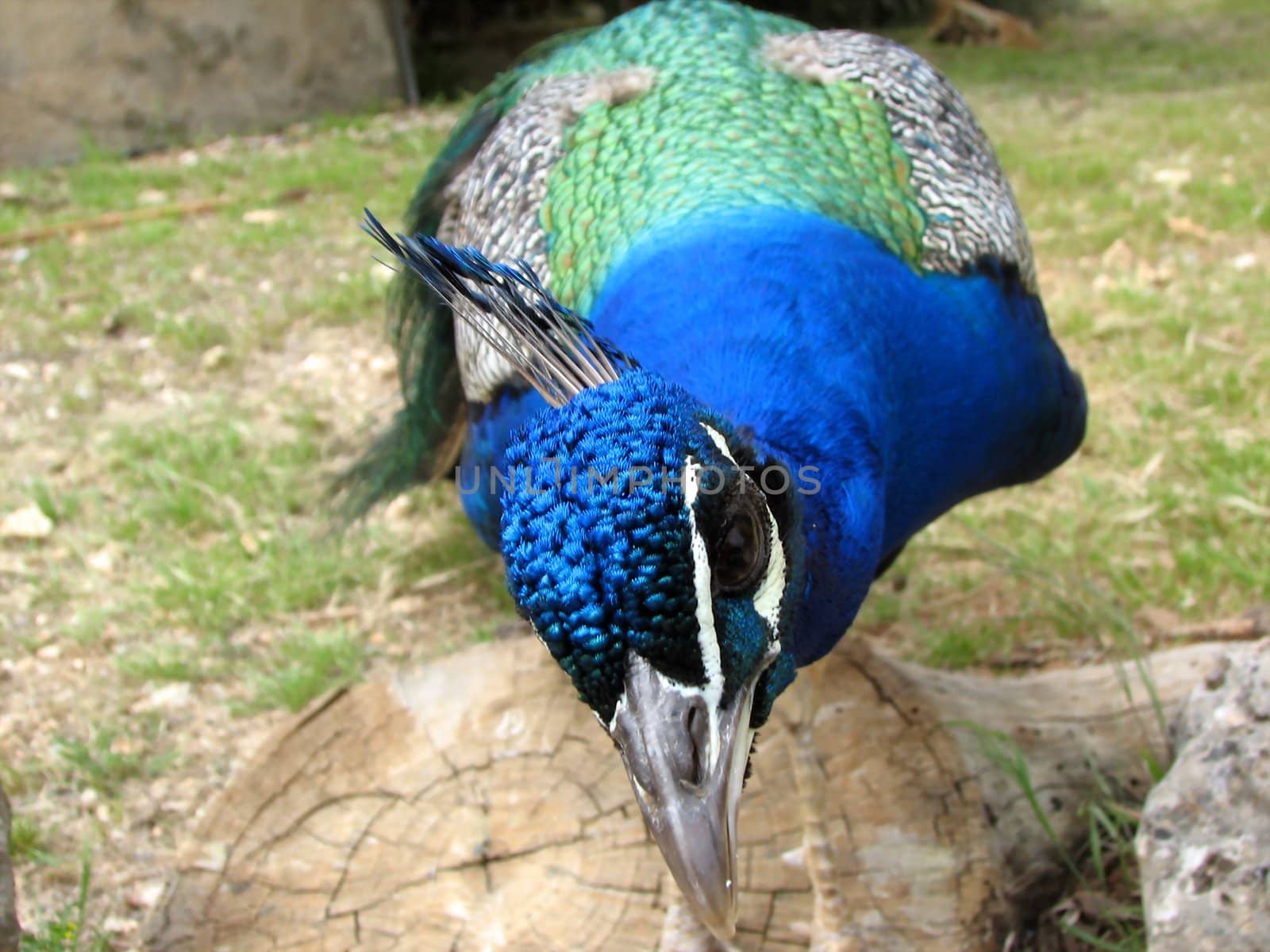 Peacock by FotoFrank