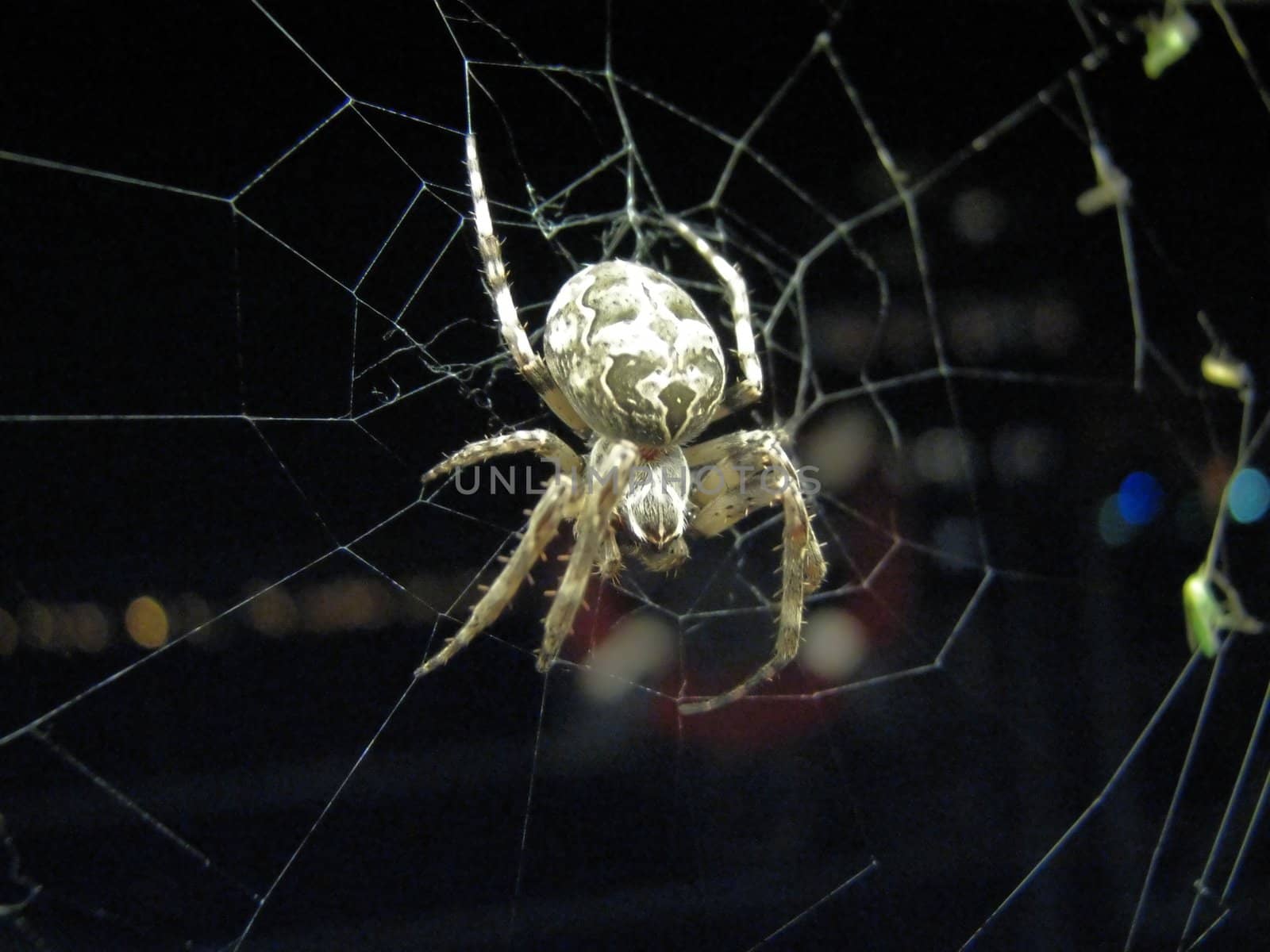 Spider web by FotoFrank