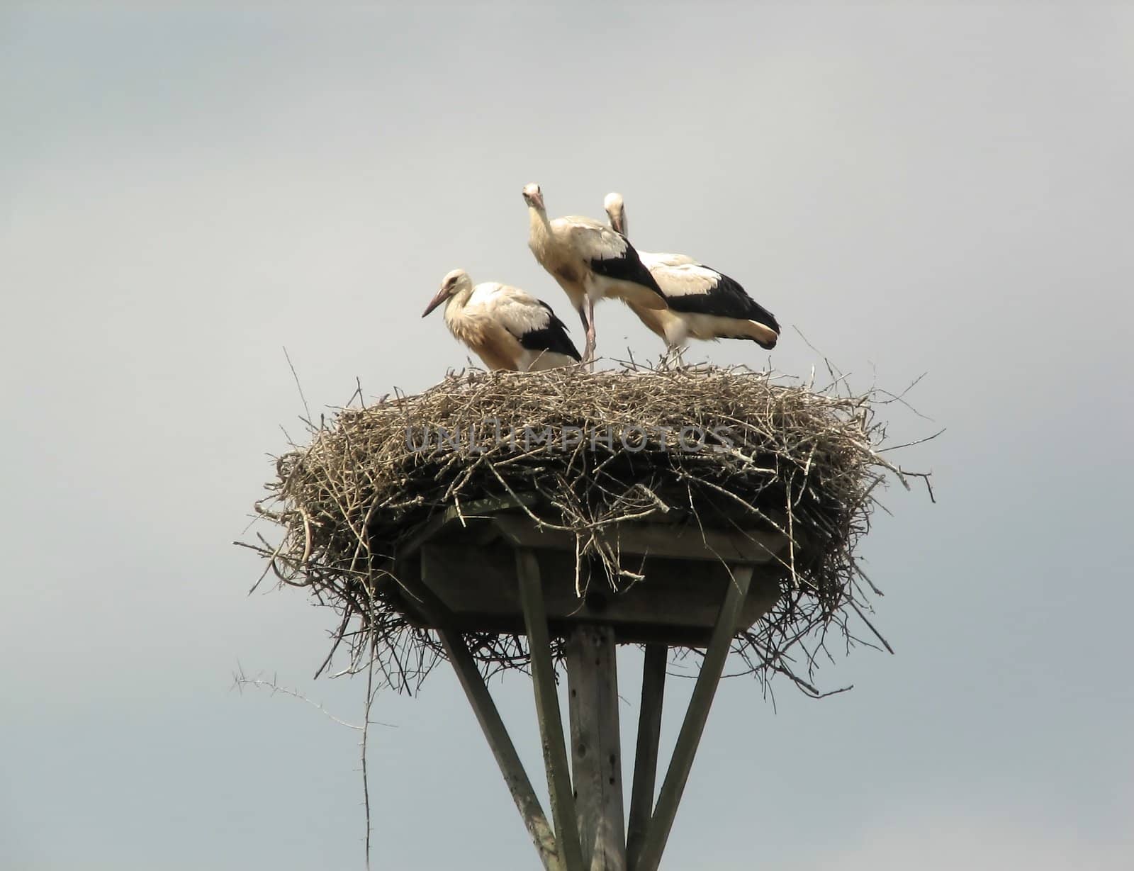 Stork by FotoFrank