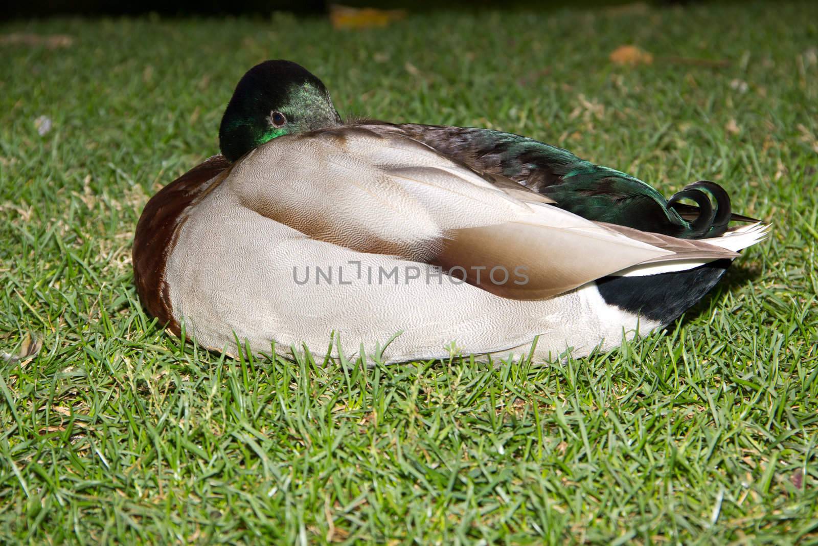 Close-up profile of sleeping Mallard Duck