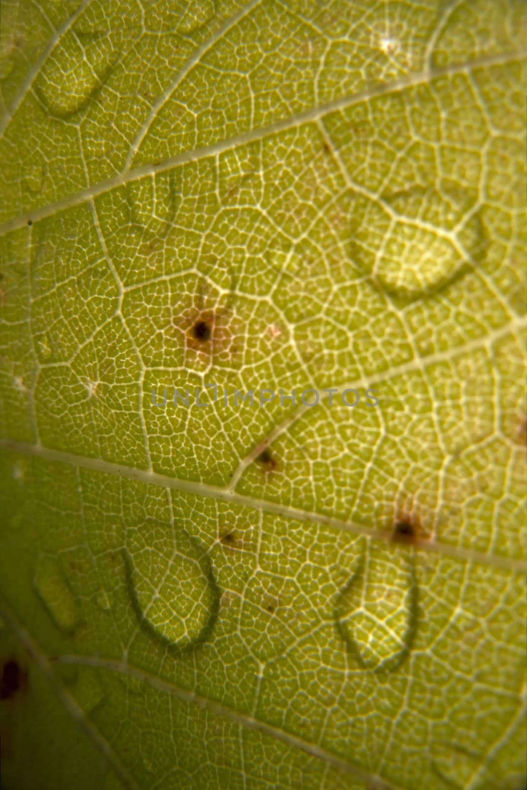 green vine leaf with water drops