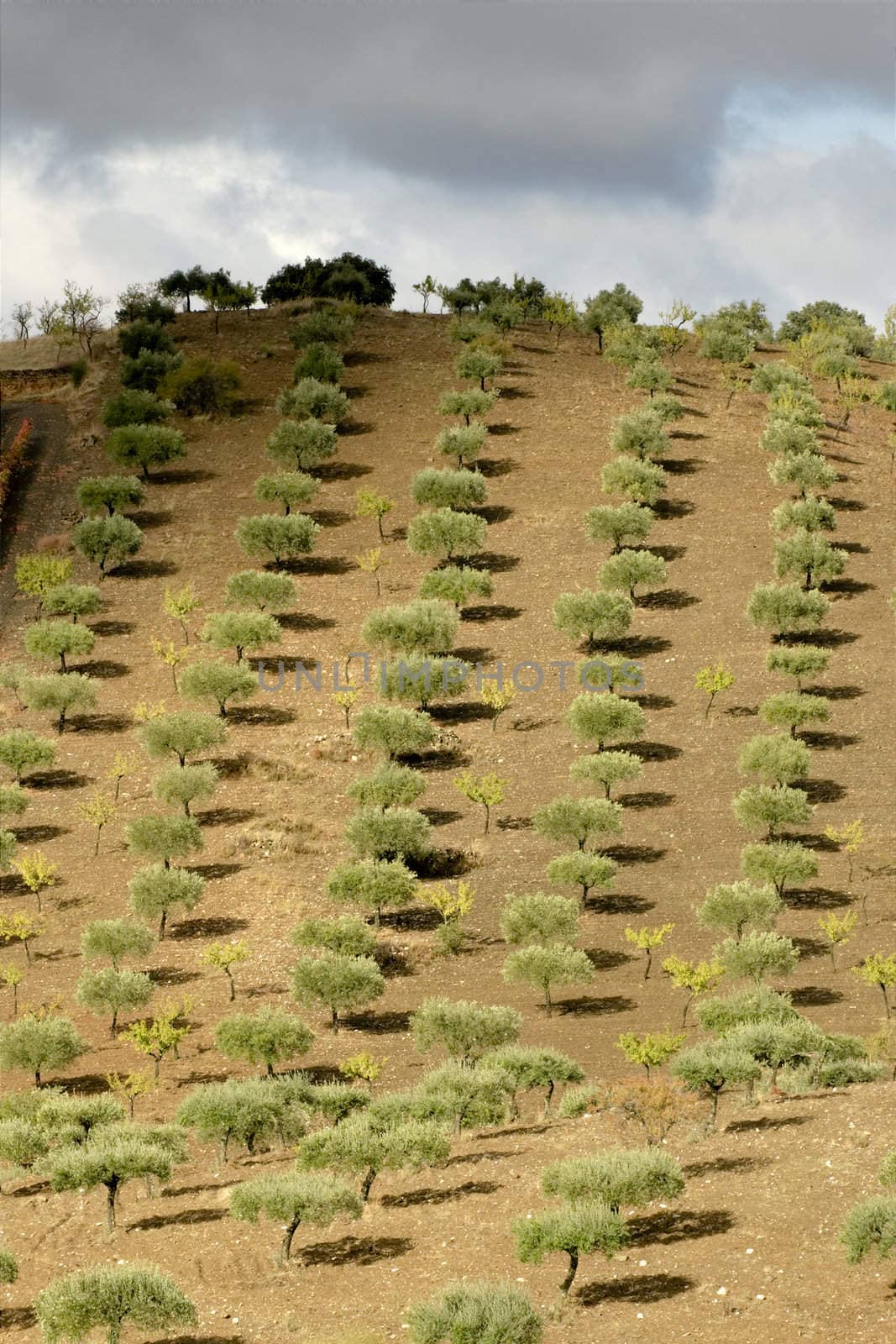 Lined olive strees on a hill by morning sun