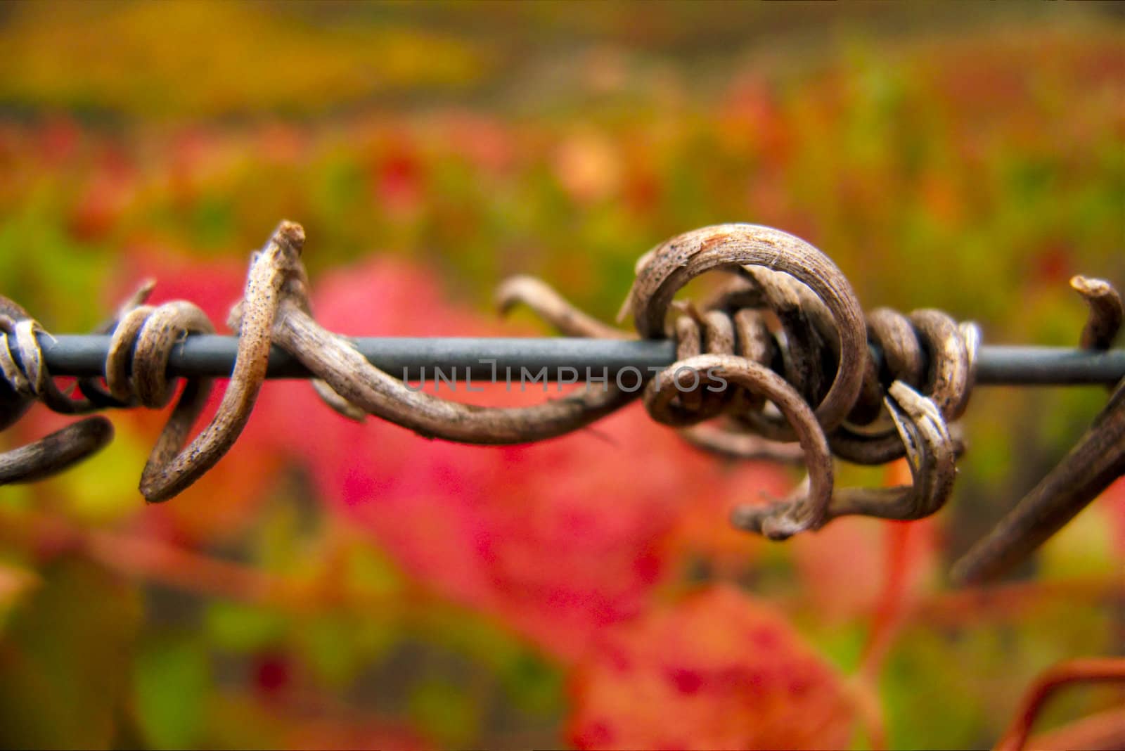 Dried grapvine of vineyard at Douro Valley, Portugal