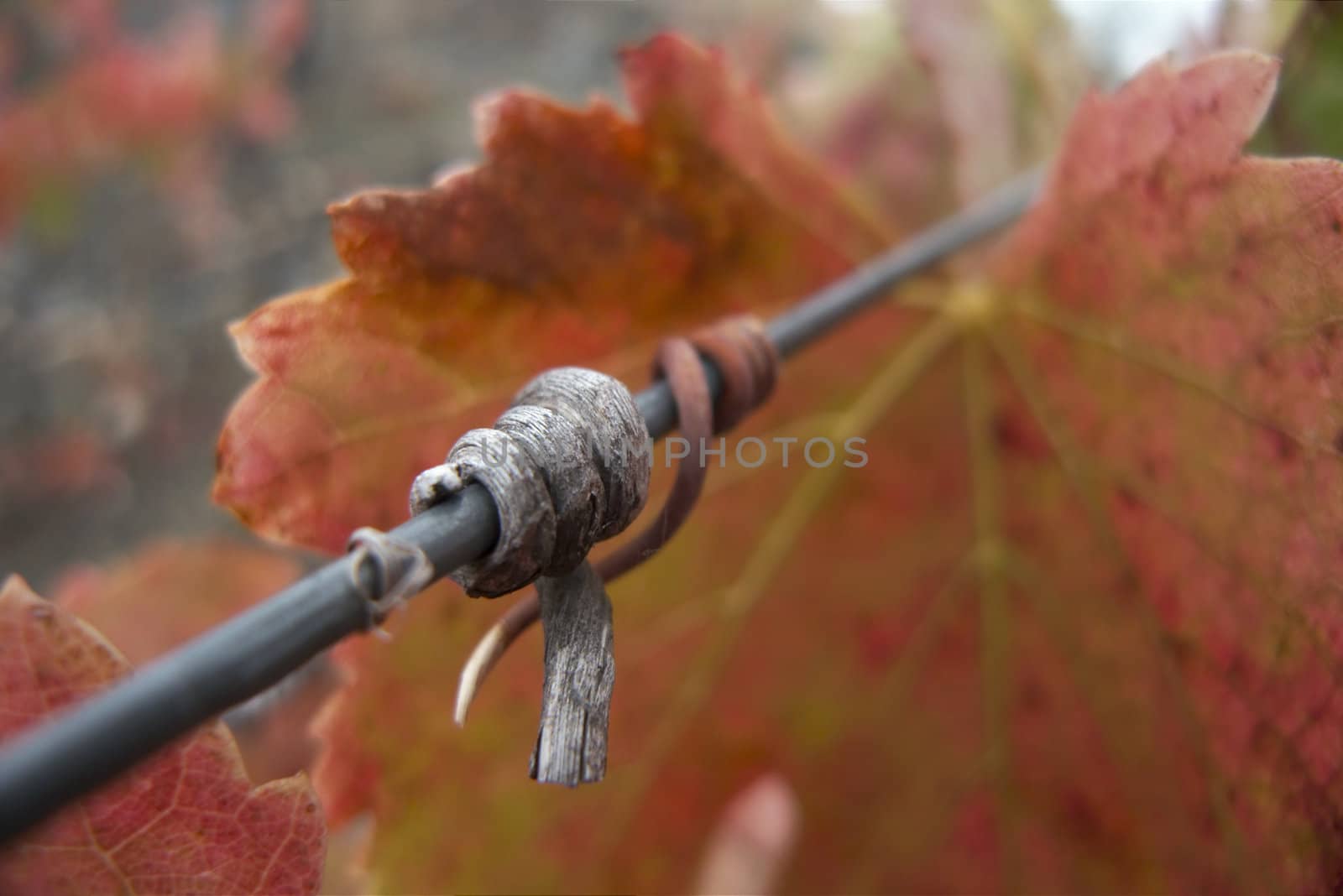 dried grapevine and leaf at vineyard at Douro Valley