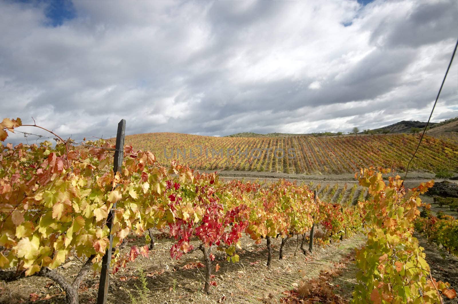 Vineards at Douro valley, Portugal by t3mujin