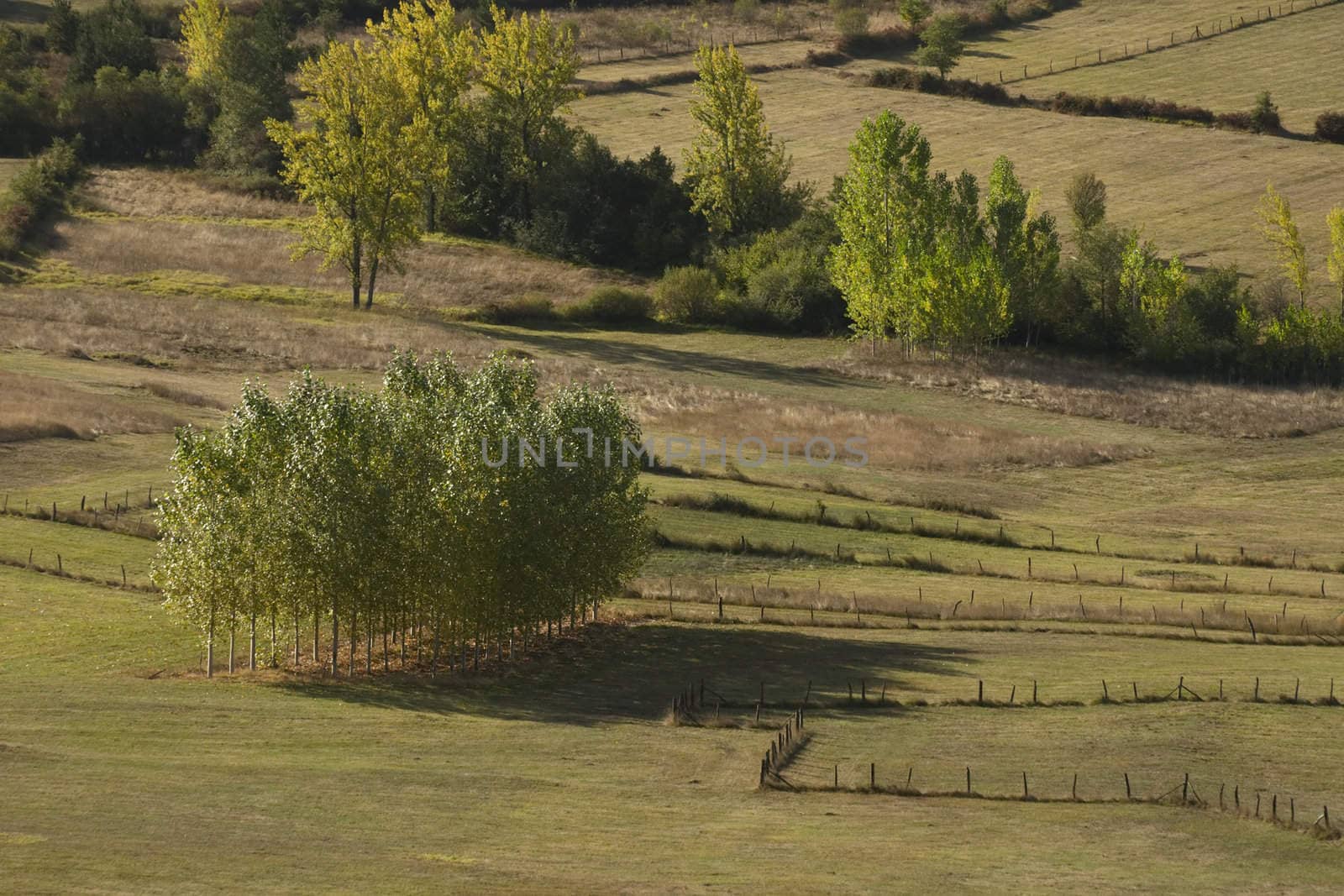 Trees at  the meadow by t3mujin