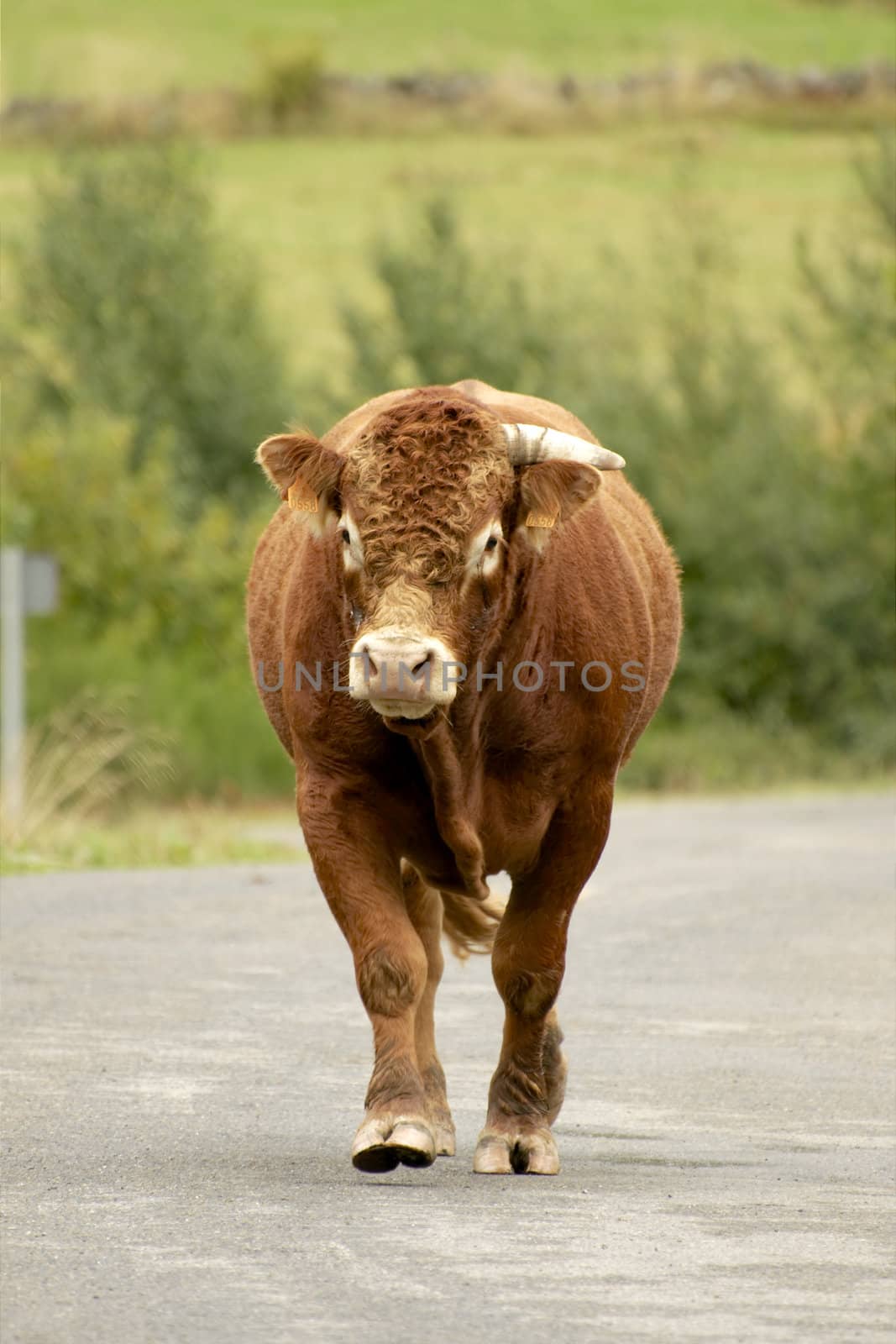 Brown bull walking by t3mujin