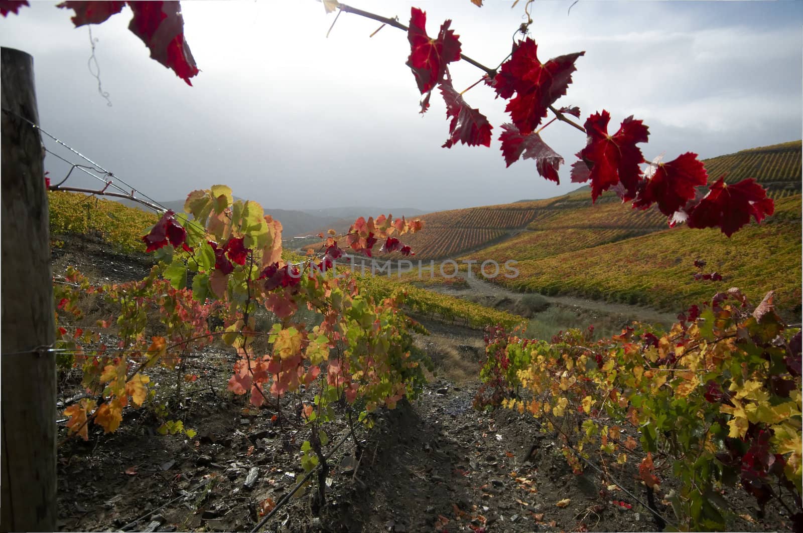 vineyards in autumn colors by t3mujin