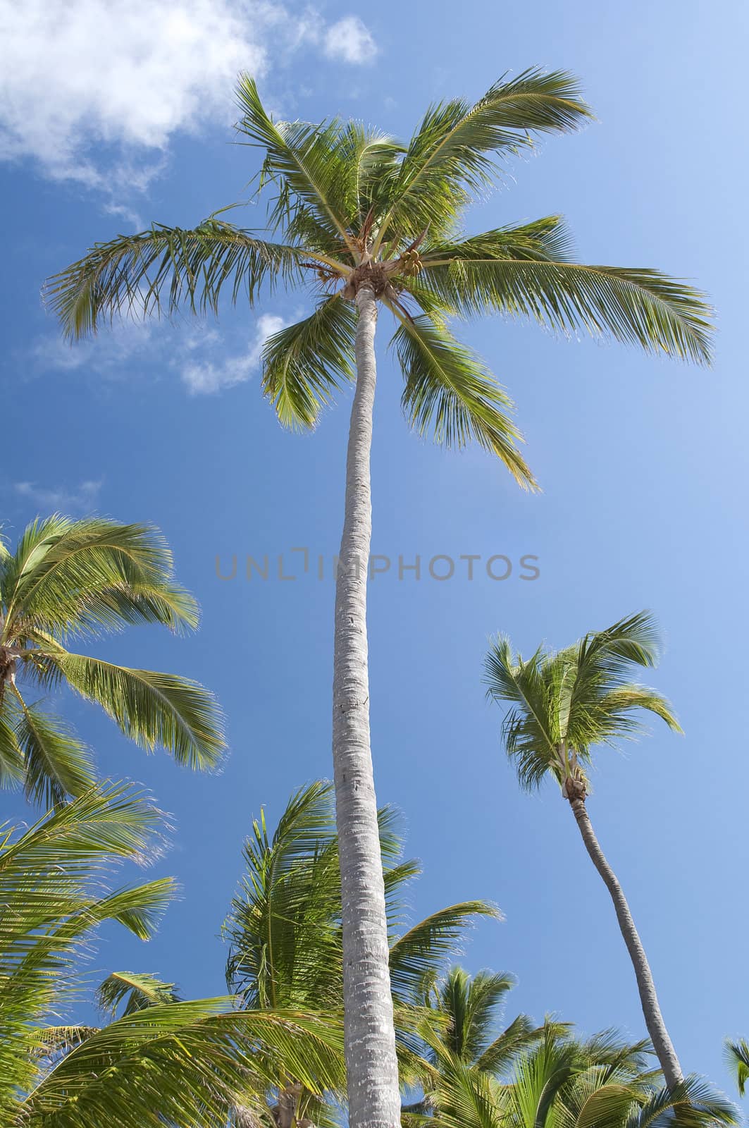 Palm trees on a caribbean beach.