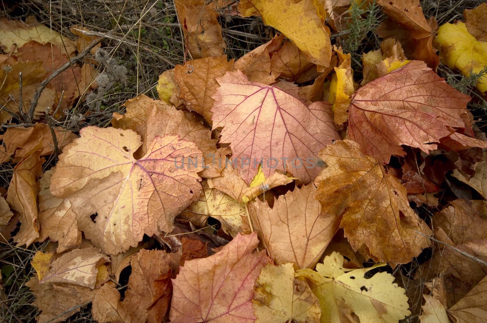 Autumn vine leaves by t3mujin