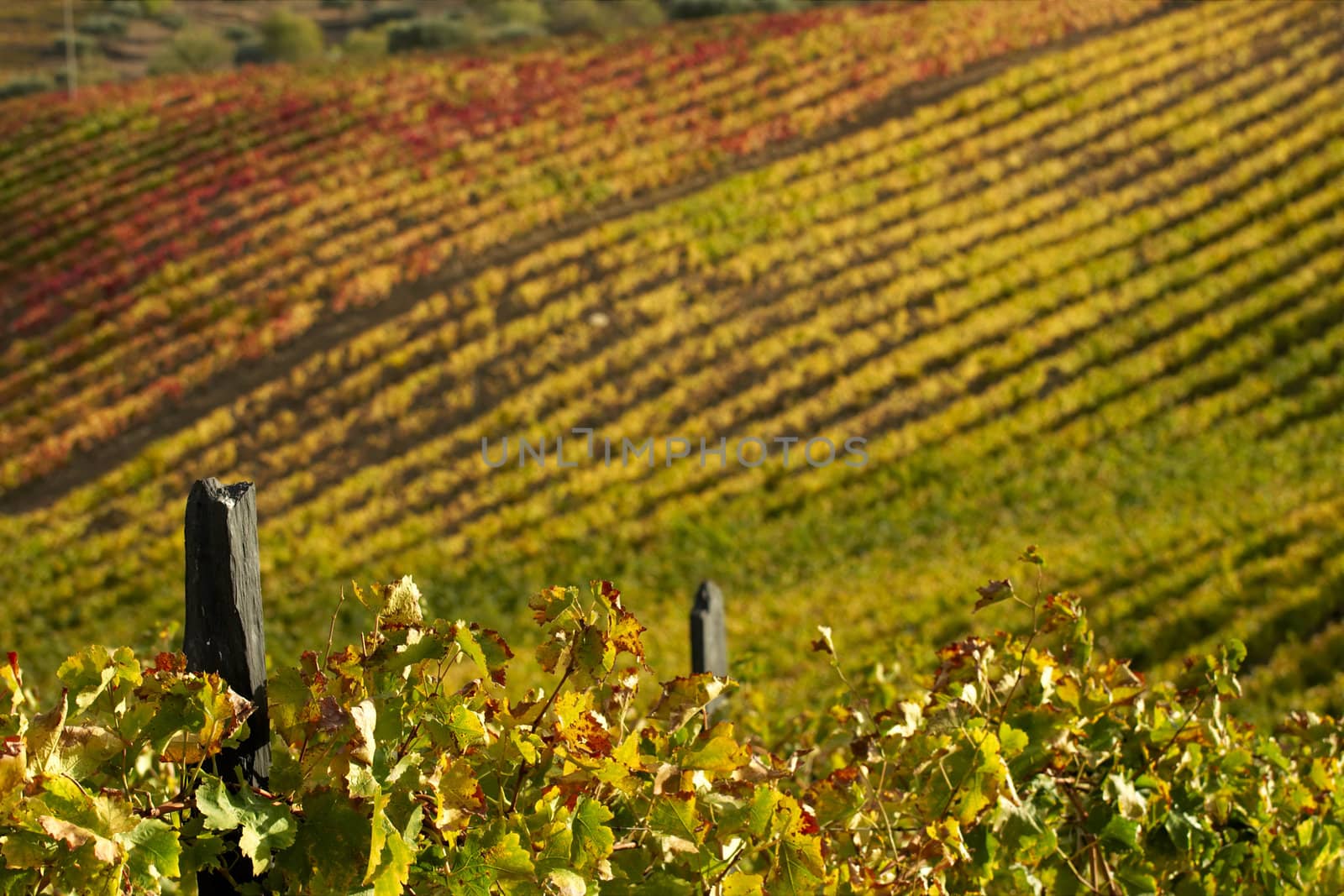 Vineyards at the Douro Valley in autumn colors