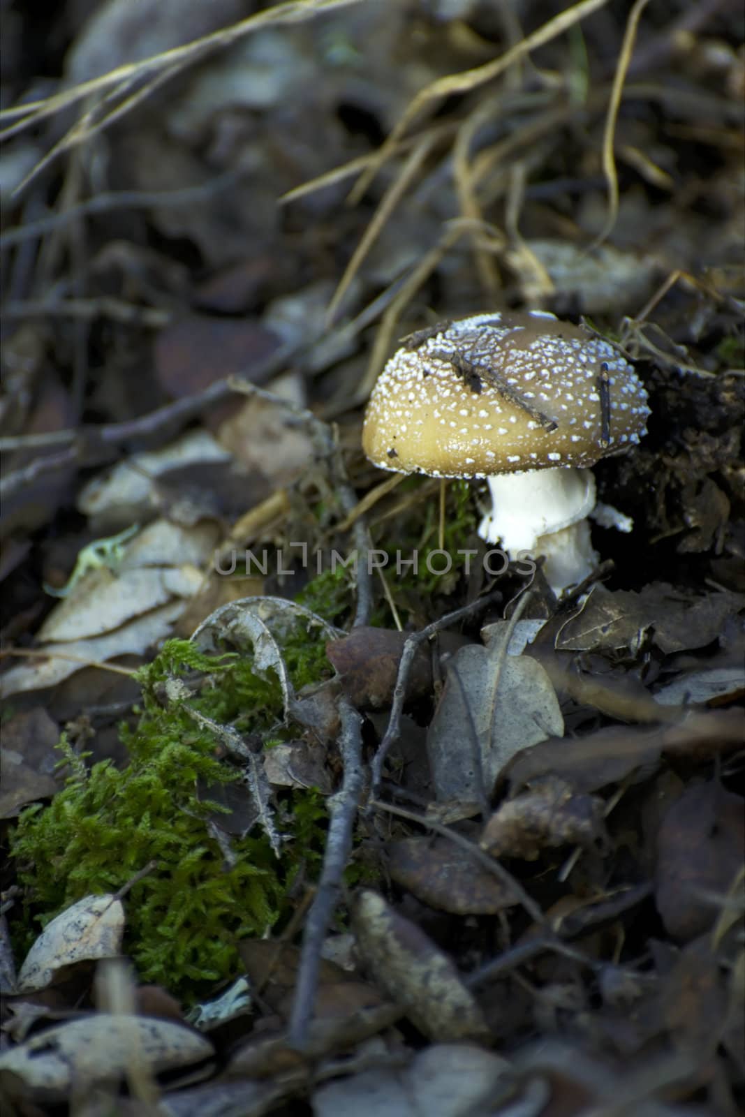 Mushroom growing between fallen autumn leaves