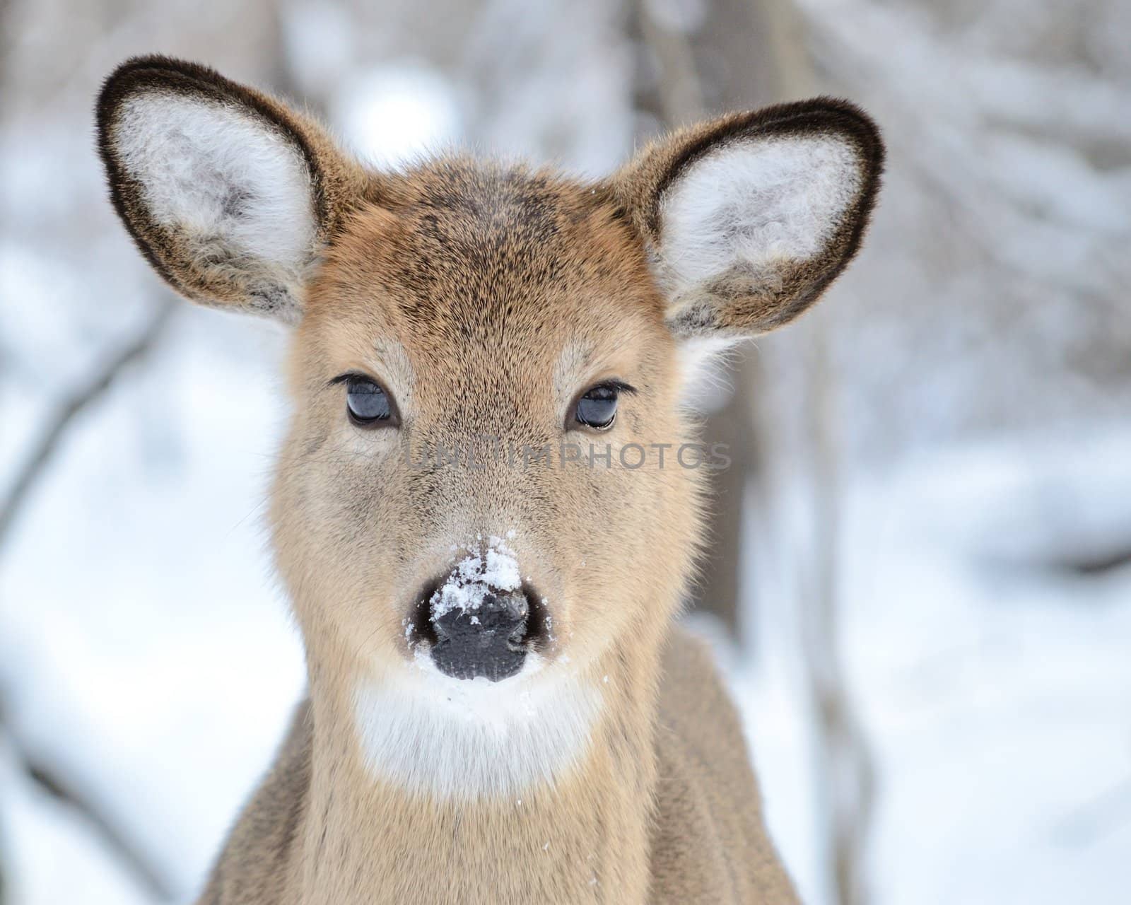 Whitetail Deer Yearling by brm1949