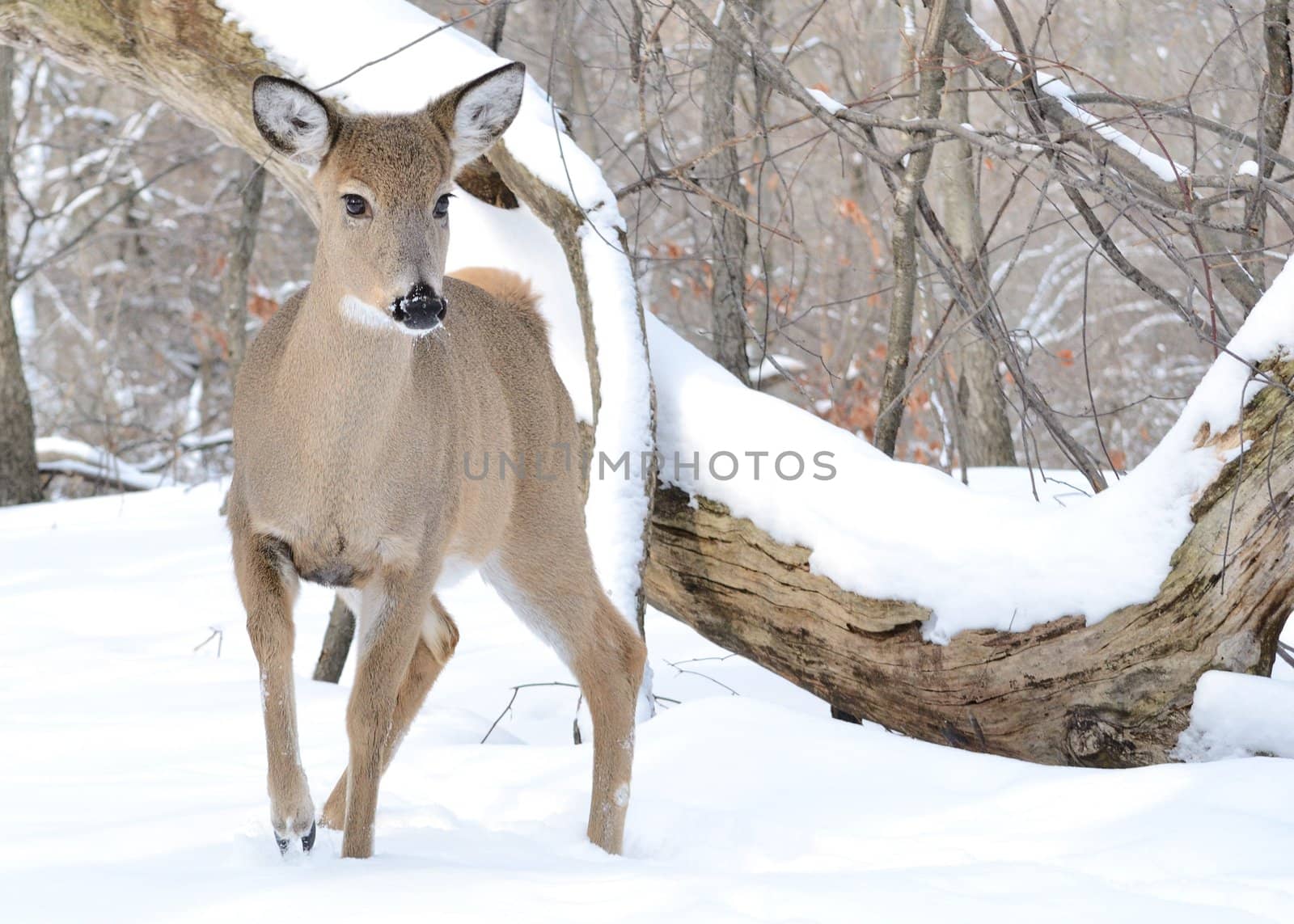 Whitetail deer doe standing in the woods in winter snow.