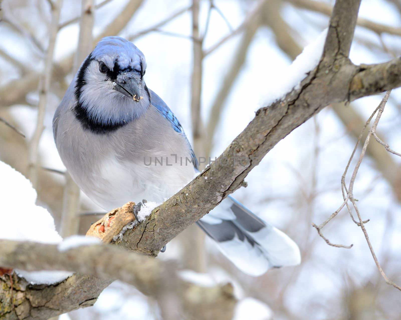 A blue jay perched on a tree branch.