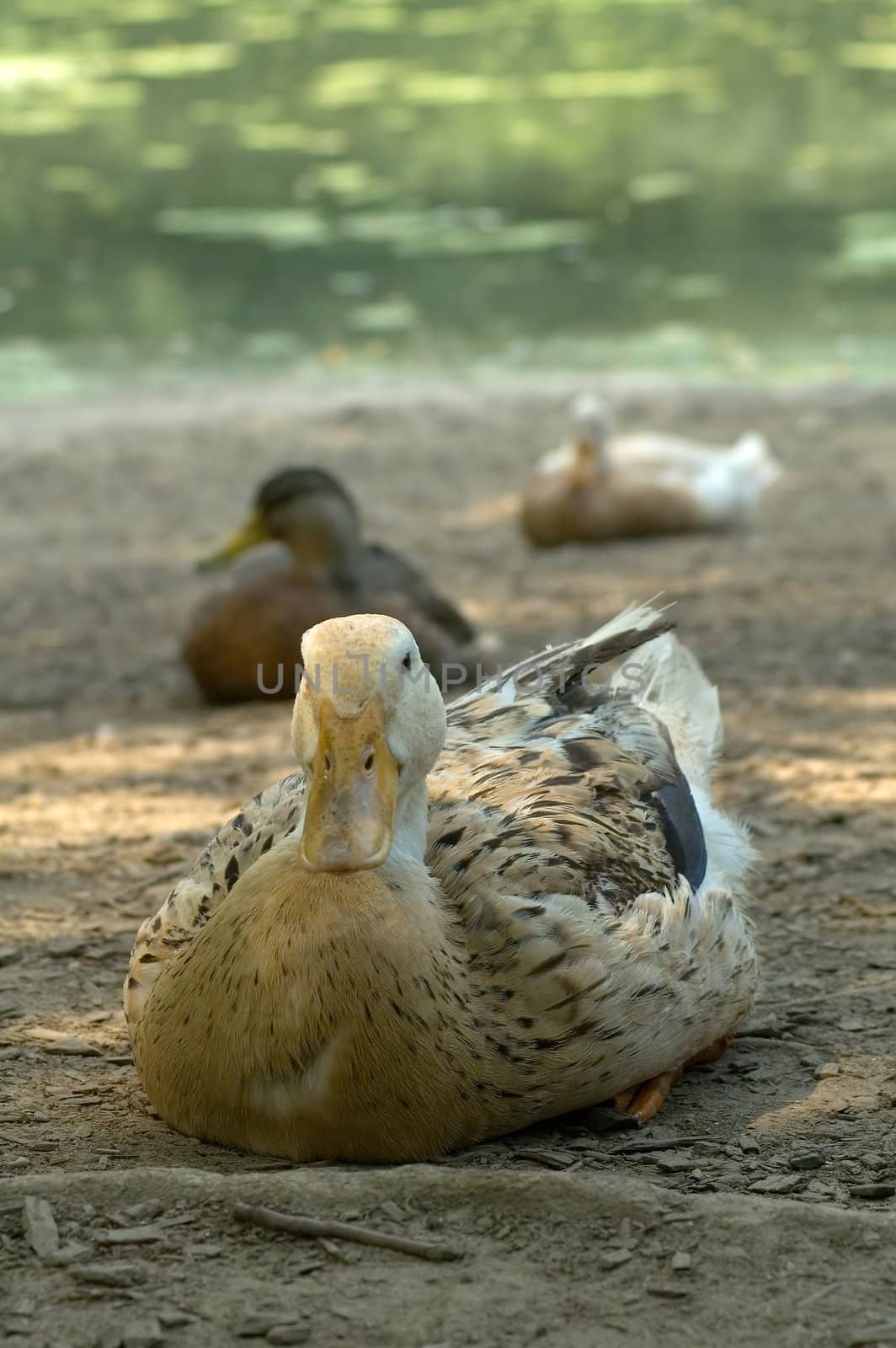 sitting ducks, distance blur, photo taken in central park, new york